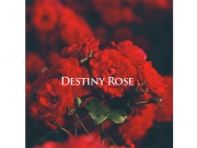 【ボーカル曲音楽素材】AZU Soundworks Vocal Material「Destiny Rose」