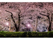 朱緋桜～約束の木の下で～