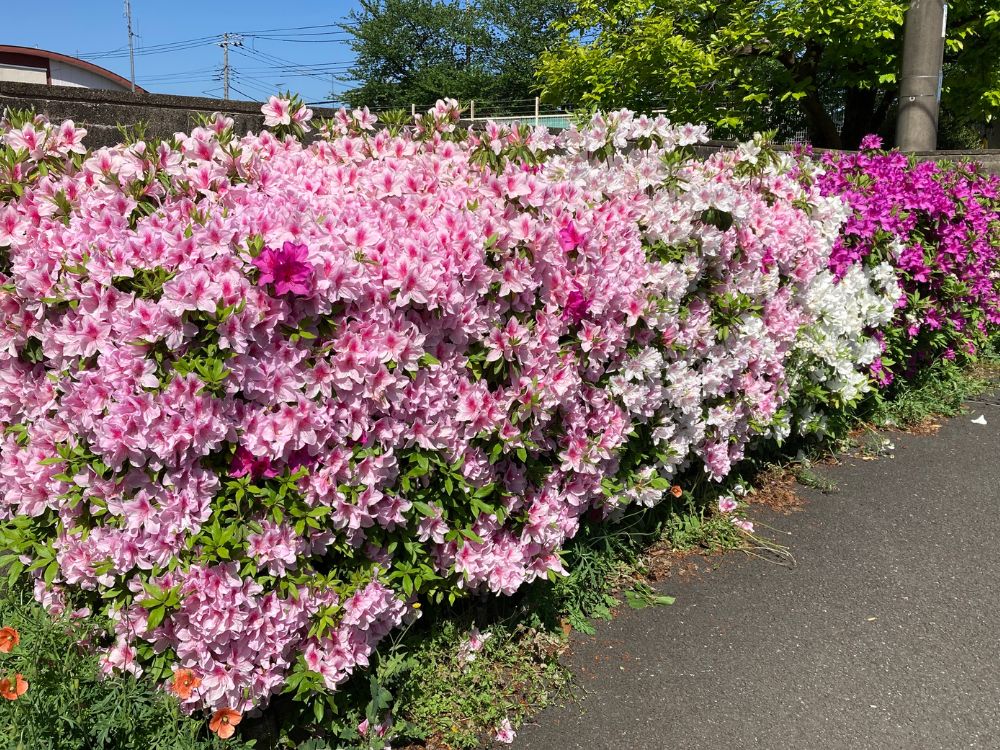花、立ち読み、海の散歩、音楽