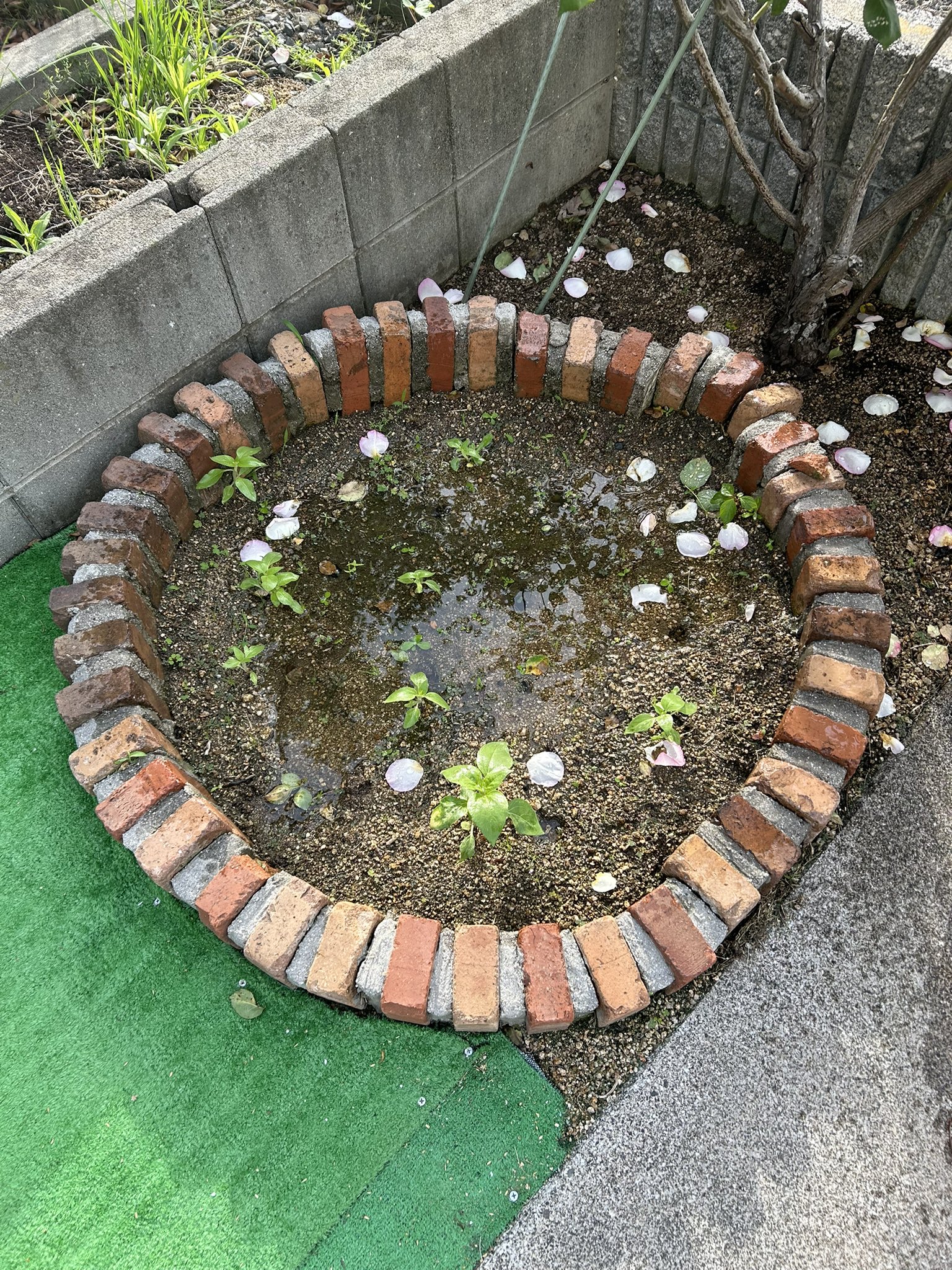 ひまわり日誌　49日目