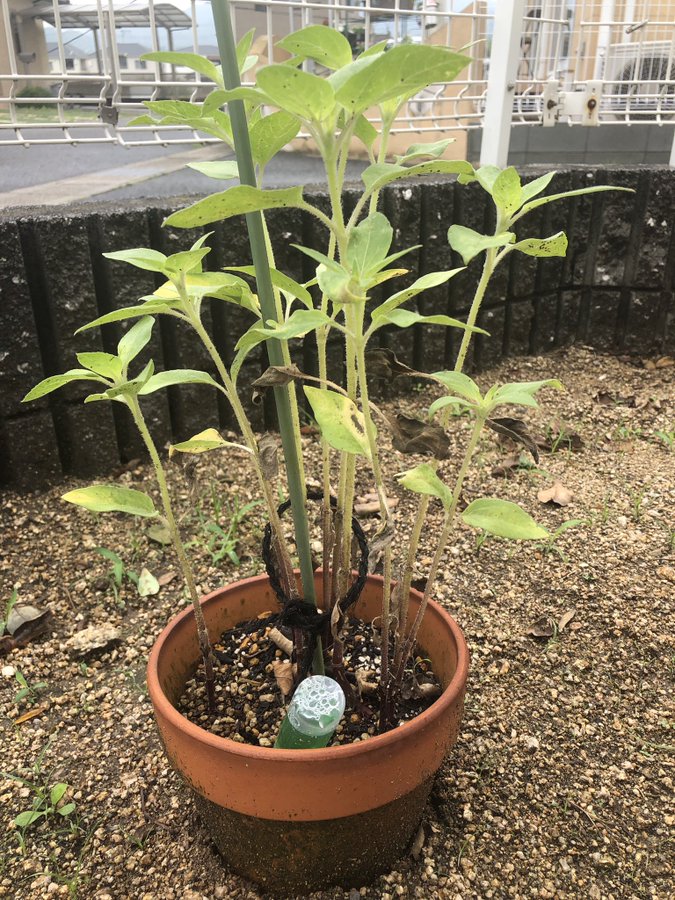 ひまわり日誌　61日目