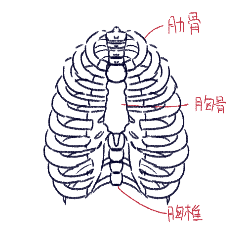 【雑記】(大人の)冬休みの宿題～美術解剖学編～