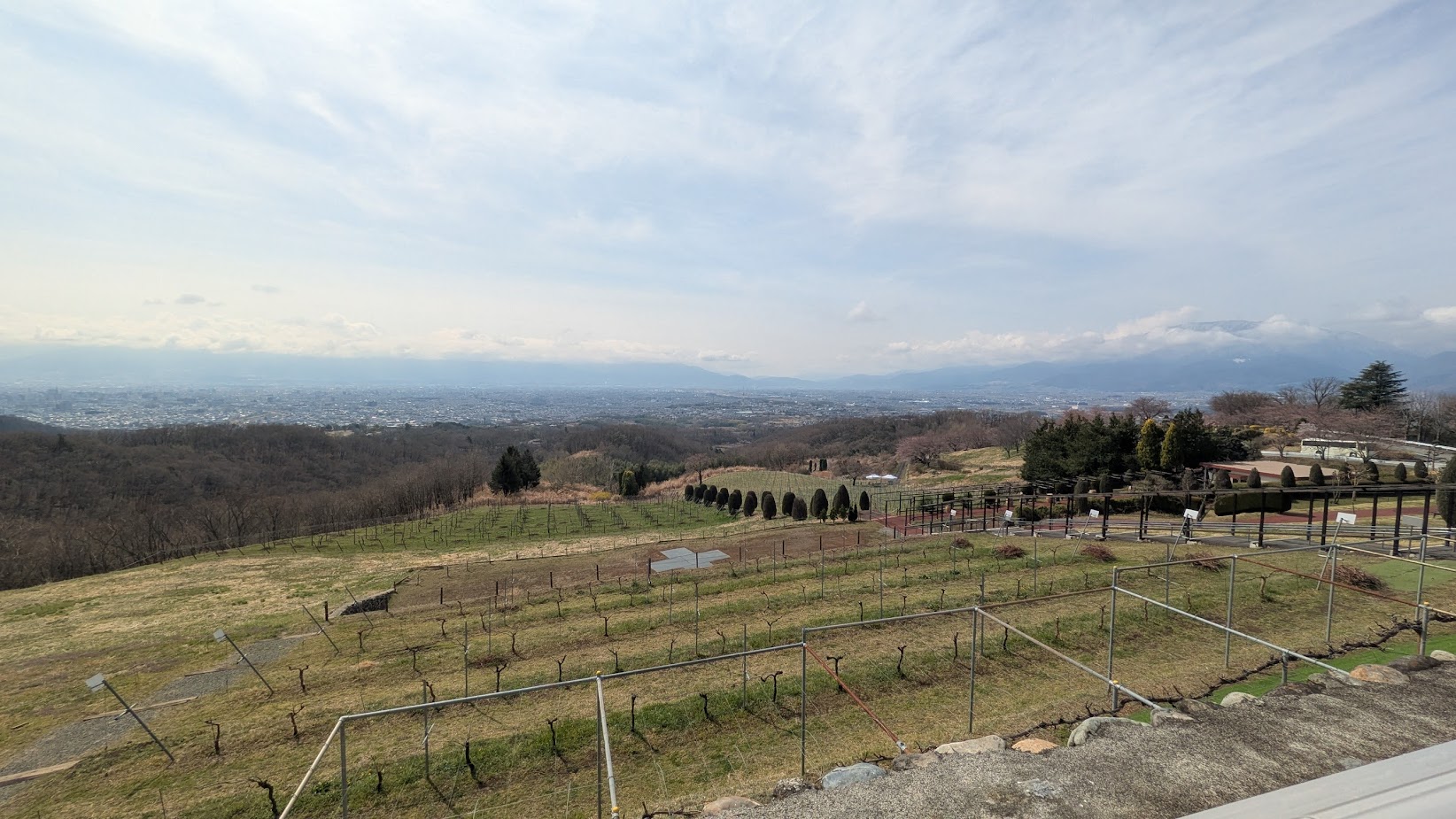 ブドウ畑の春を感じに行ってきたよって話