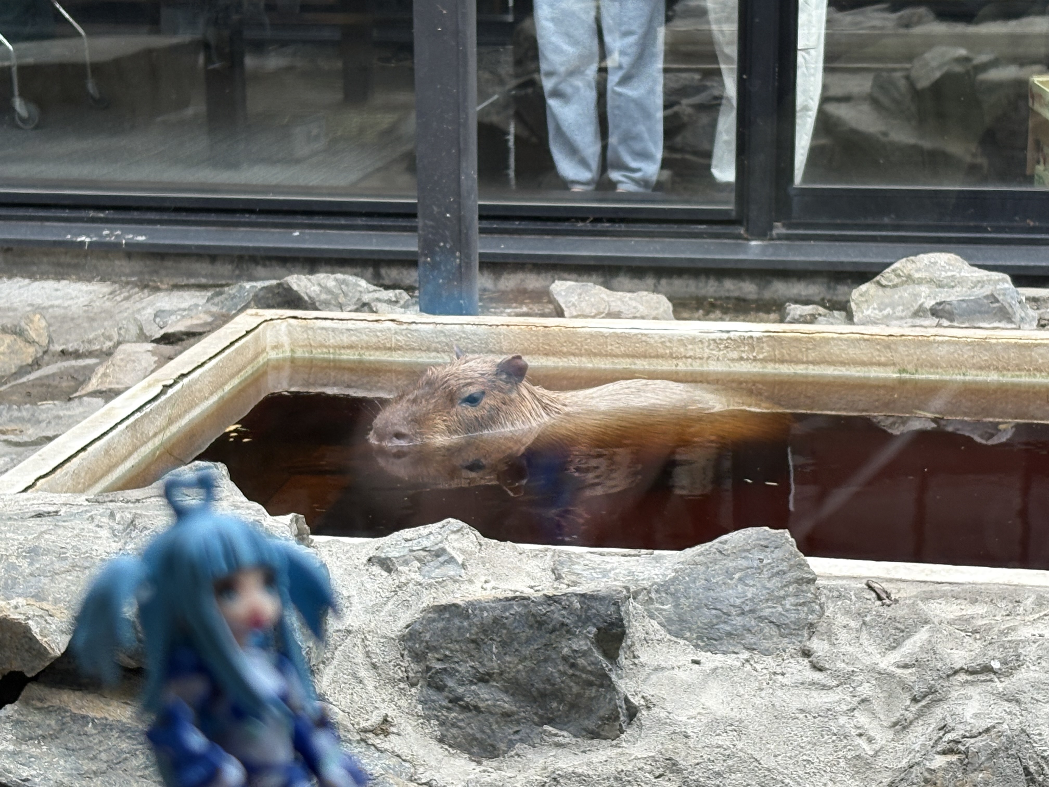 【お出かけ】カピバラに会いに行ってきた。