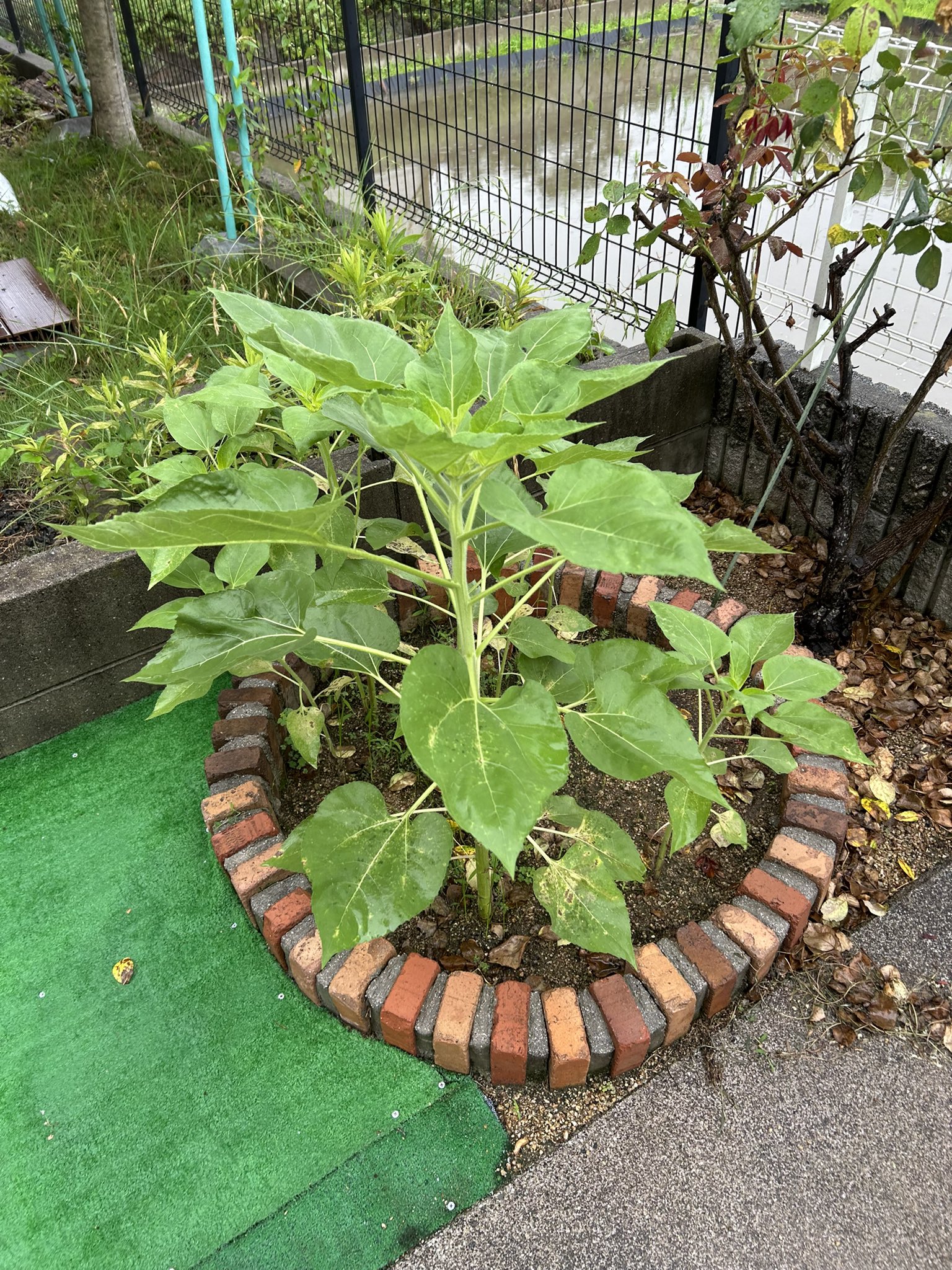 ひまわり日誌　85日目
