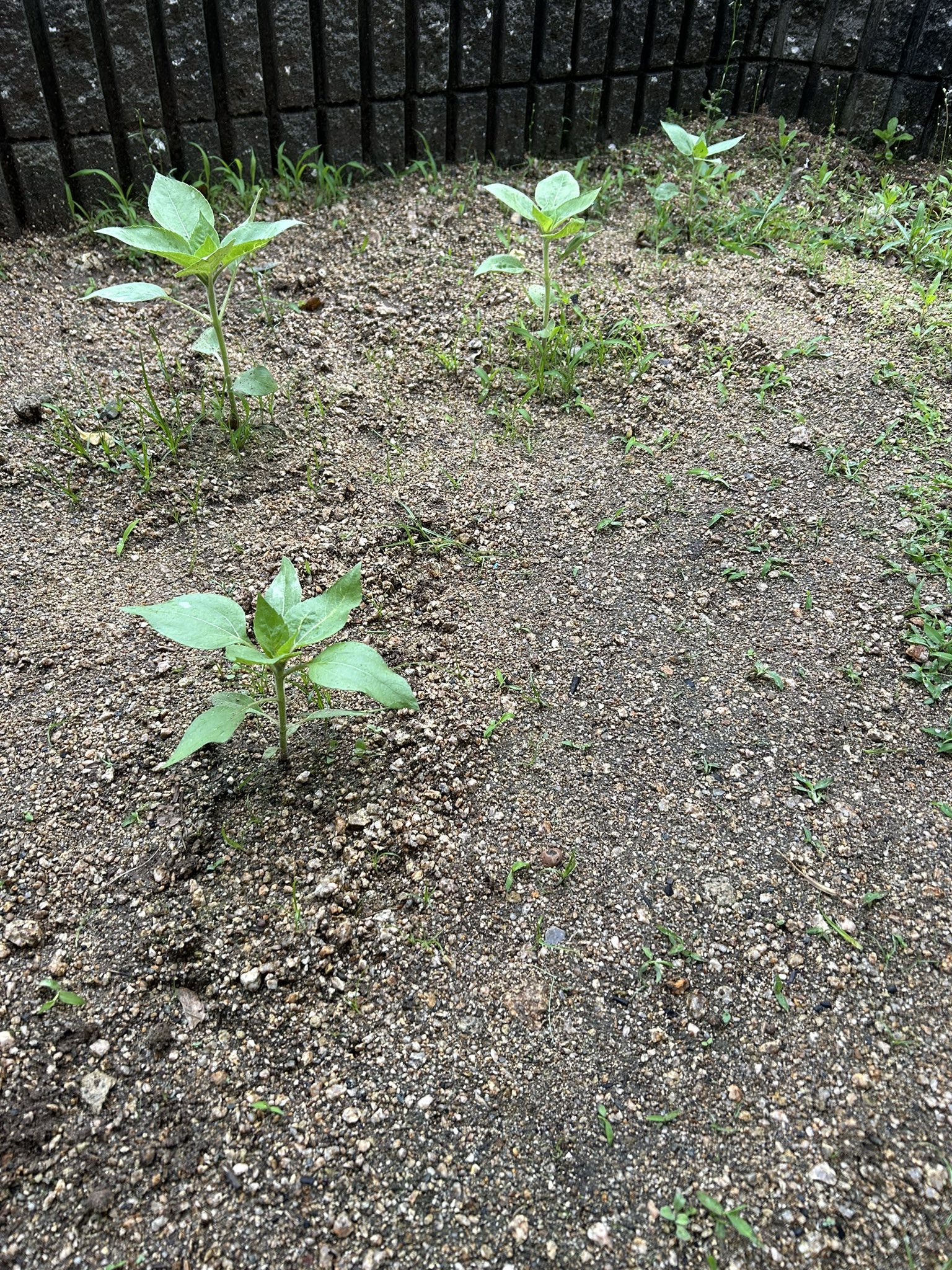 ひまわり日誌 43日目 DLチャンネル みんなで作る二次元情報サイト！