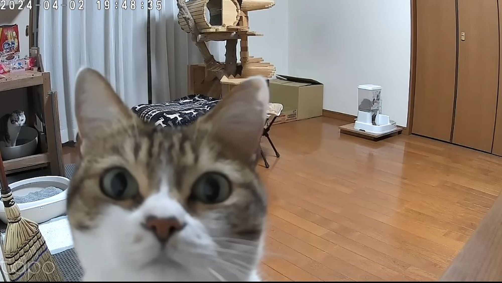 「猫が初めてライブカメラに気づいた瞬間」って動画をもう300回繰り返し見てる