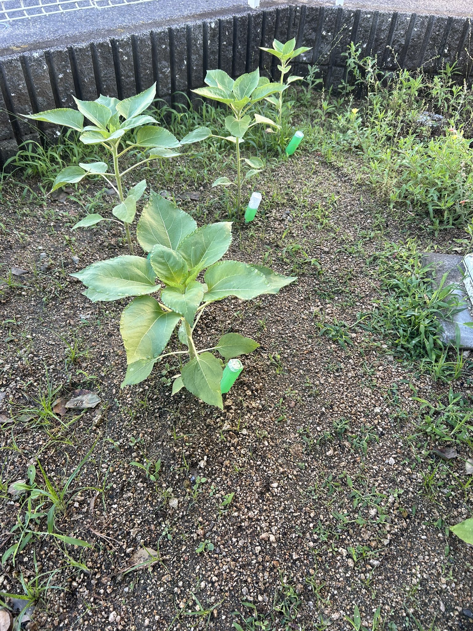 ひまわり日誌　59日目