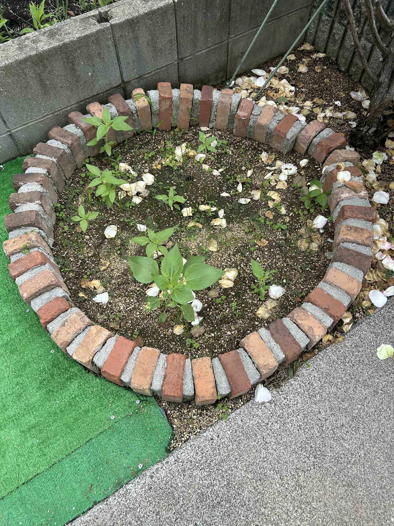 ひまわり日誌　55日目