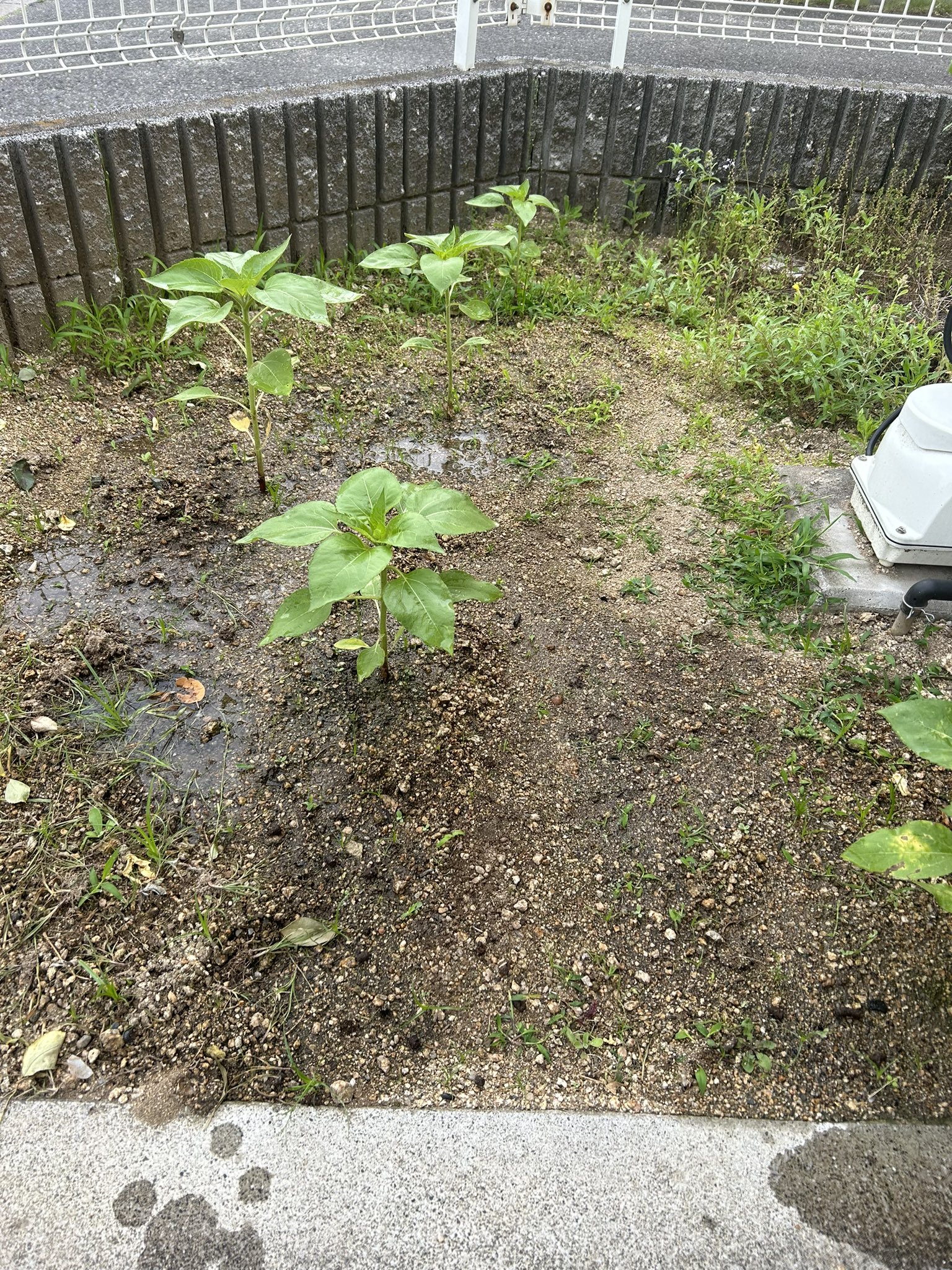 ひまわり日誌　53日目