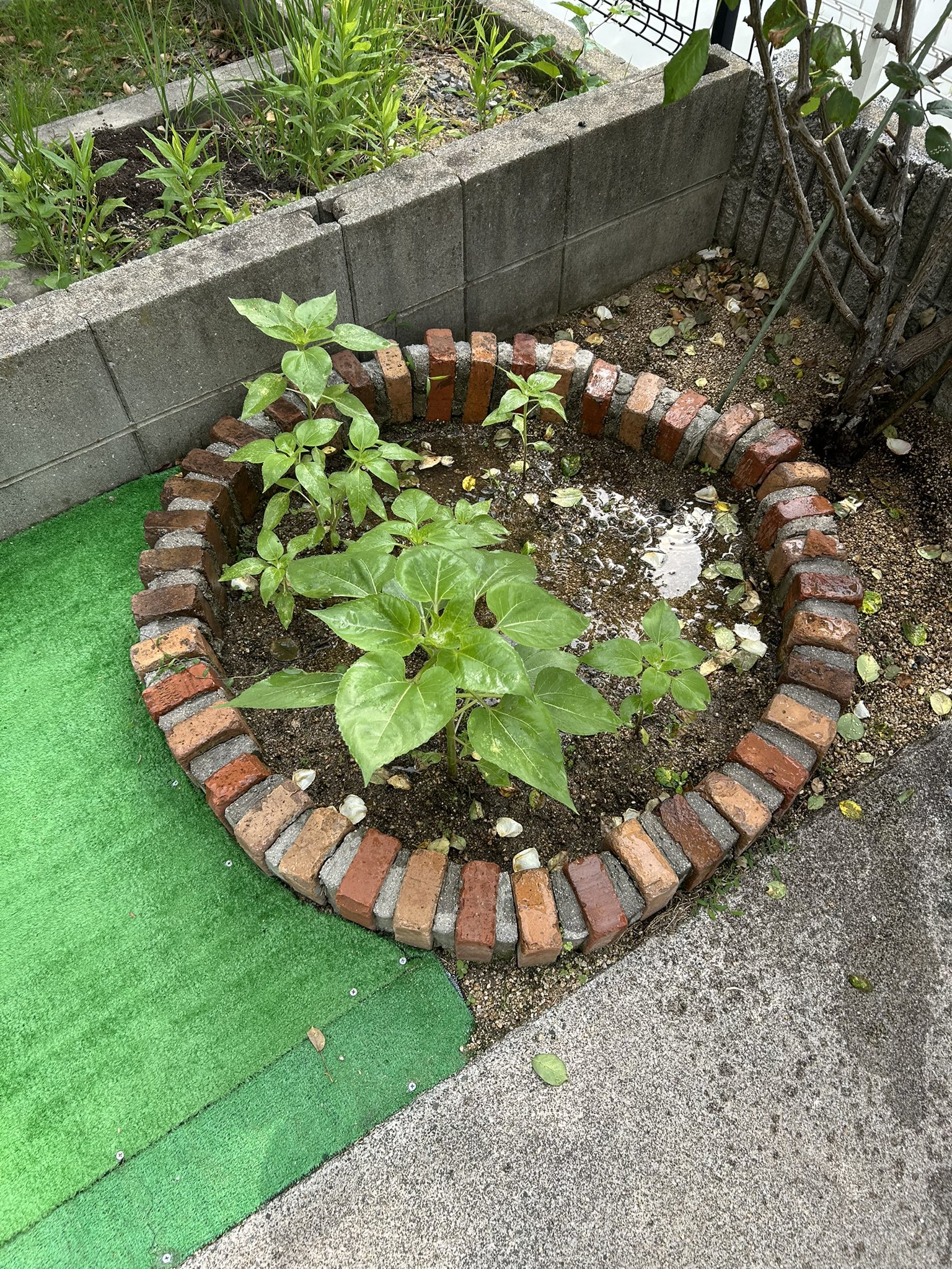 ひまわり日誌　69日目