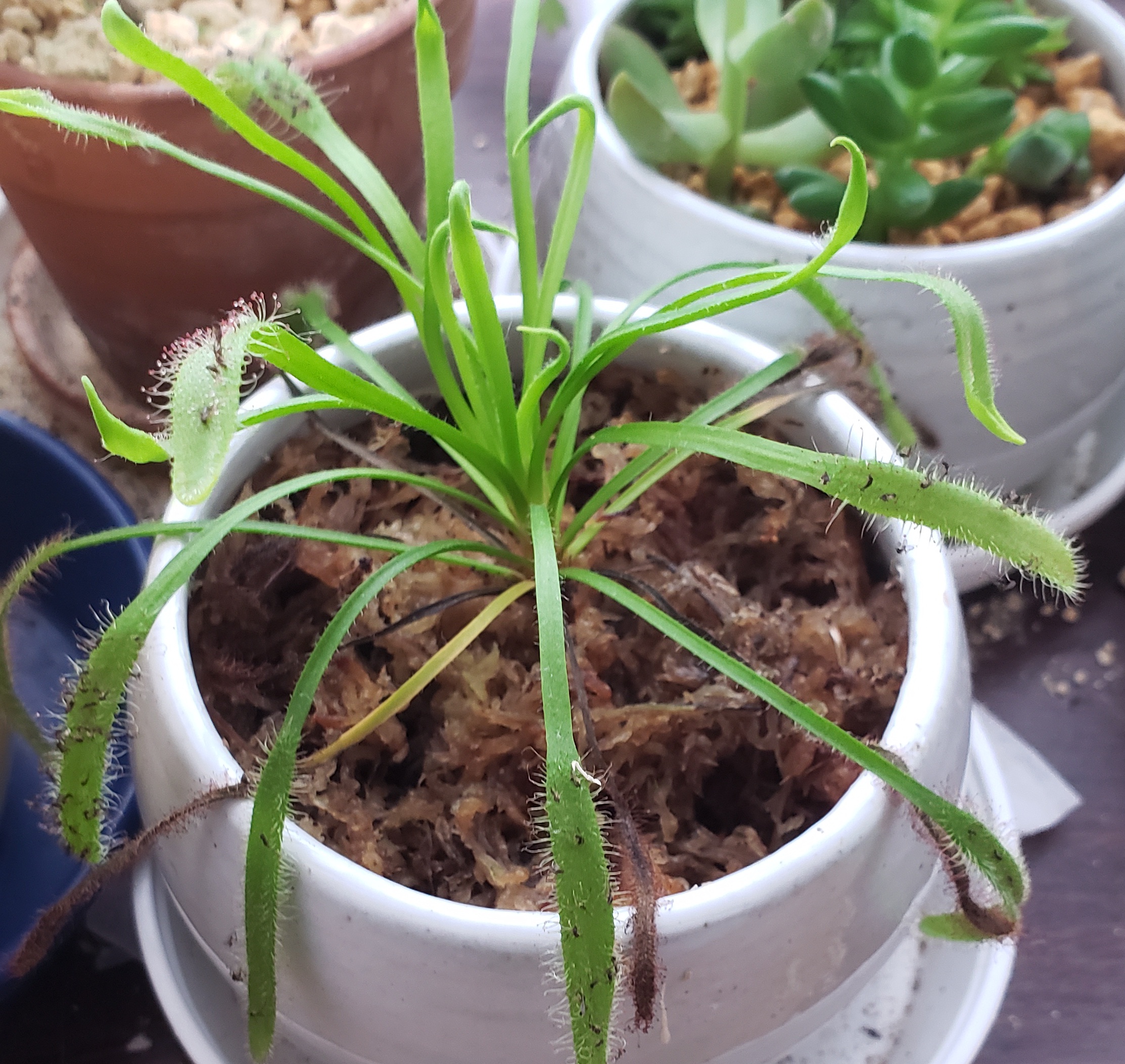 食虫植物は冬越しできる