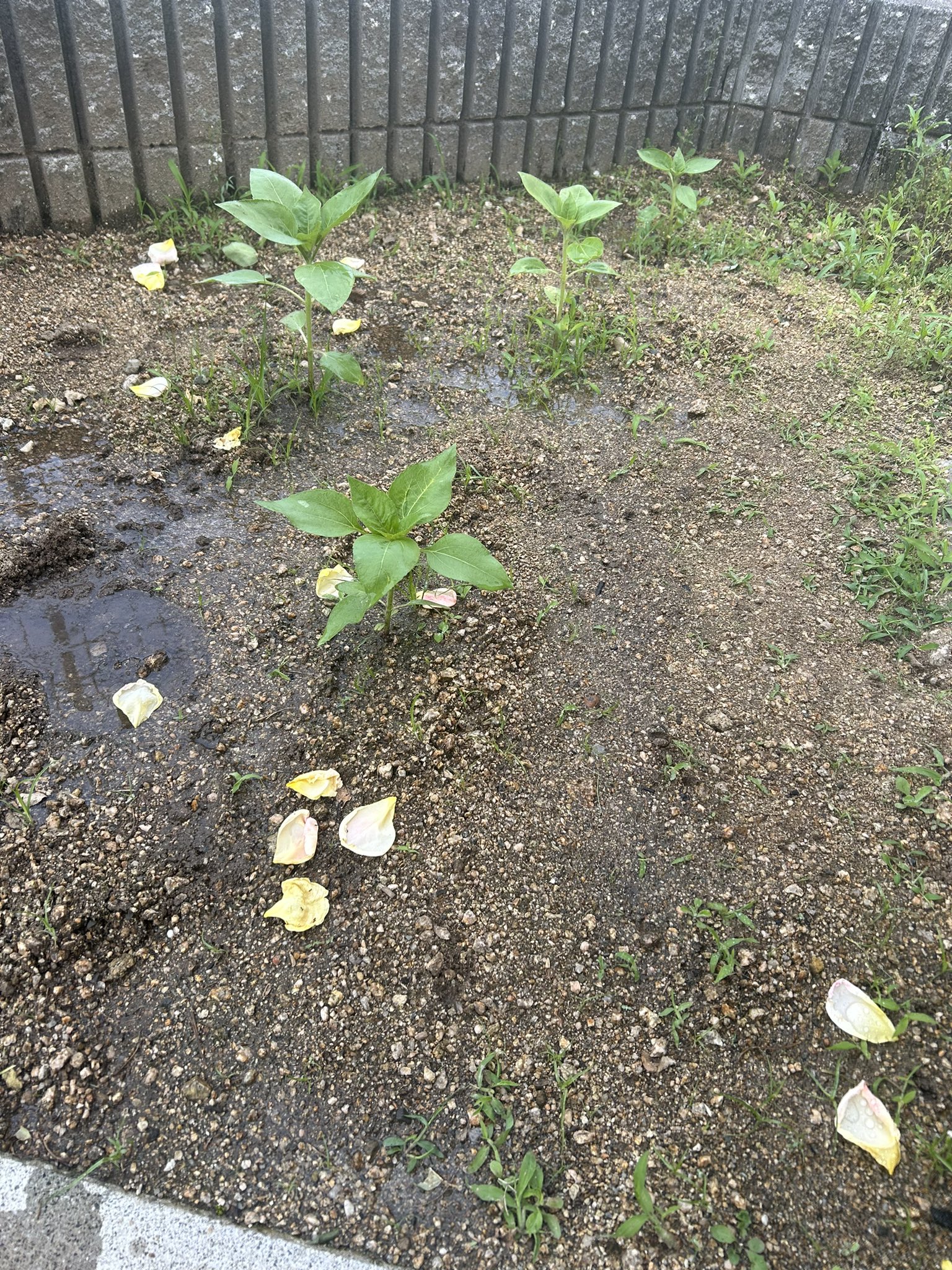 ひまわり日誌　45日目