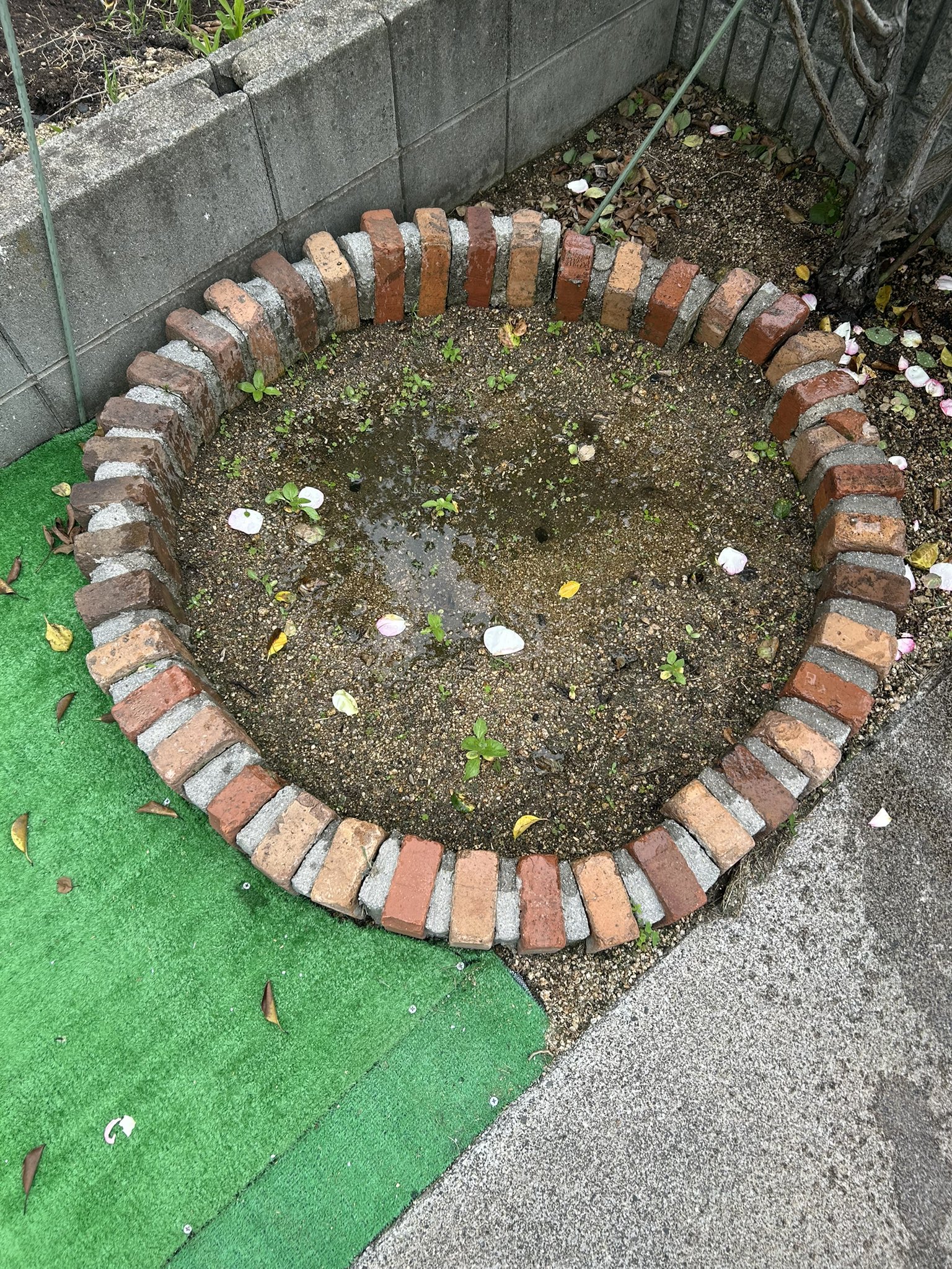 ひまわり日誌　39日目