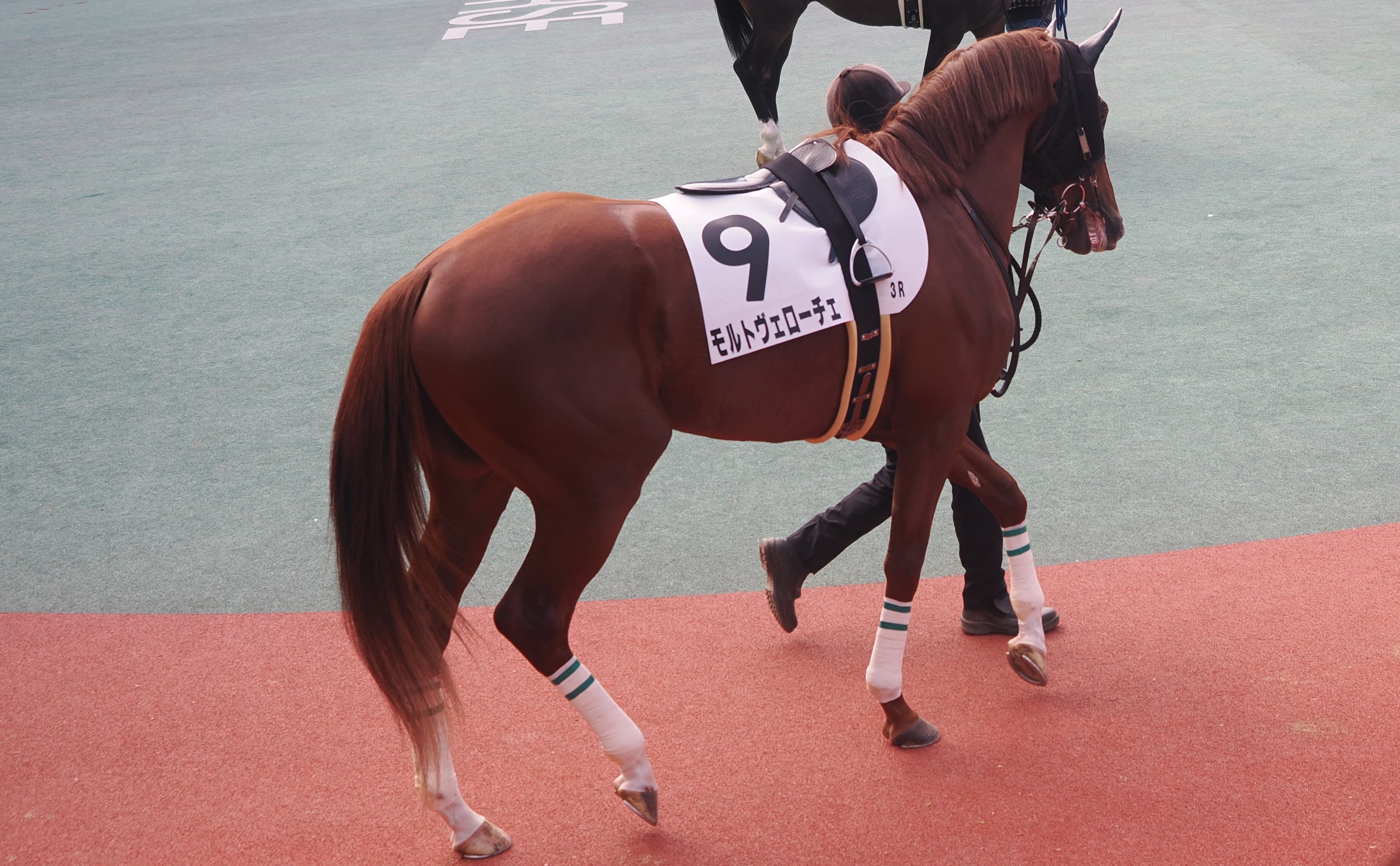 【モルトヴェローチェ：11戦目】「俺の愛馬が！」を現実にしてみた【一口馬主】