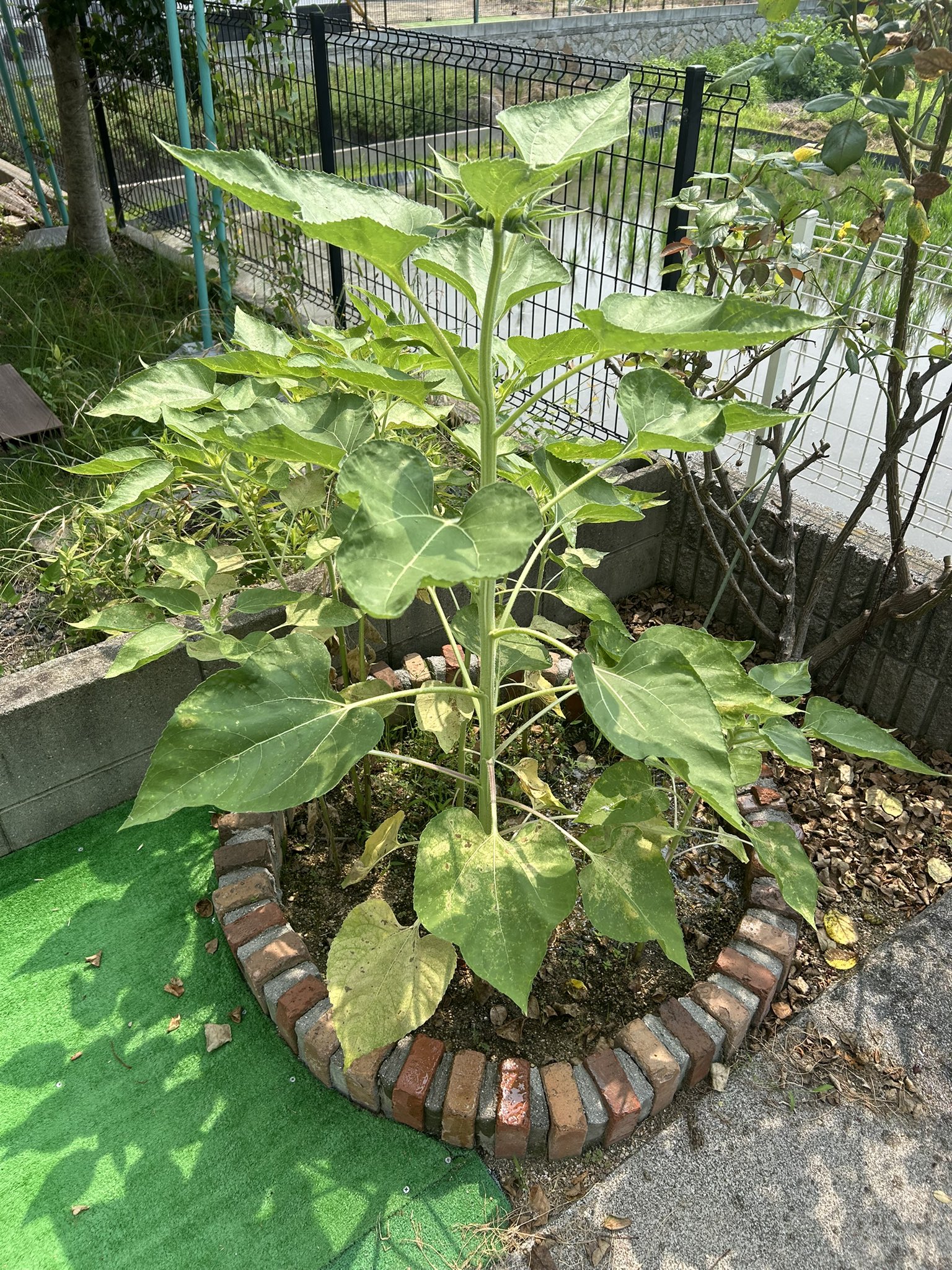 ひまわり日誌　95日目