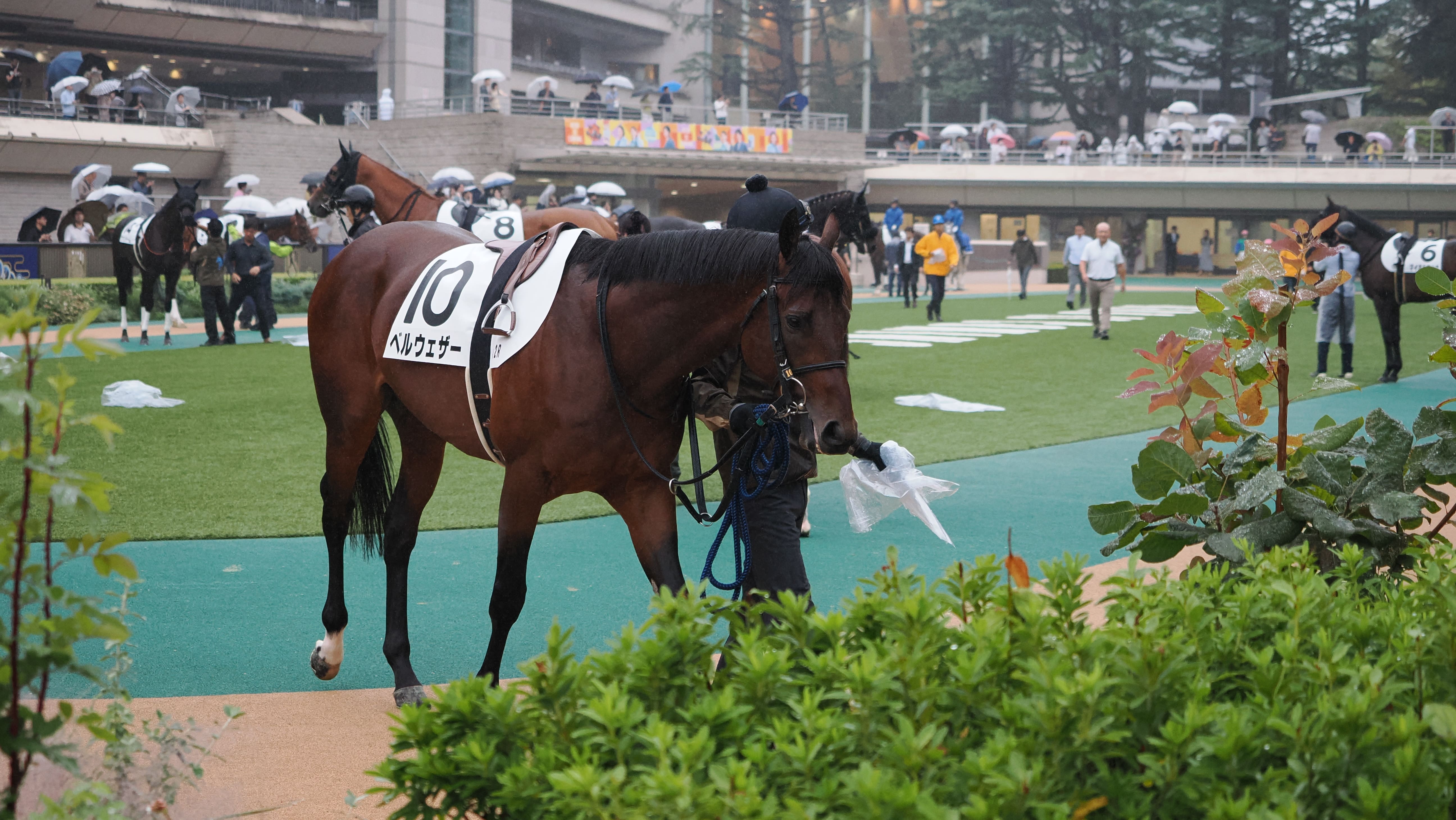 【ベルウェザー：6戦目】2年目も「俺の愛馬が！」を現実にしてみた【一口馬主】