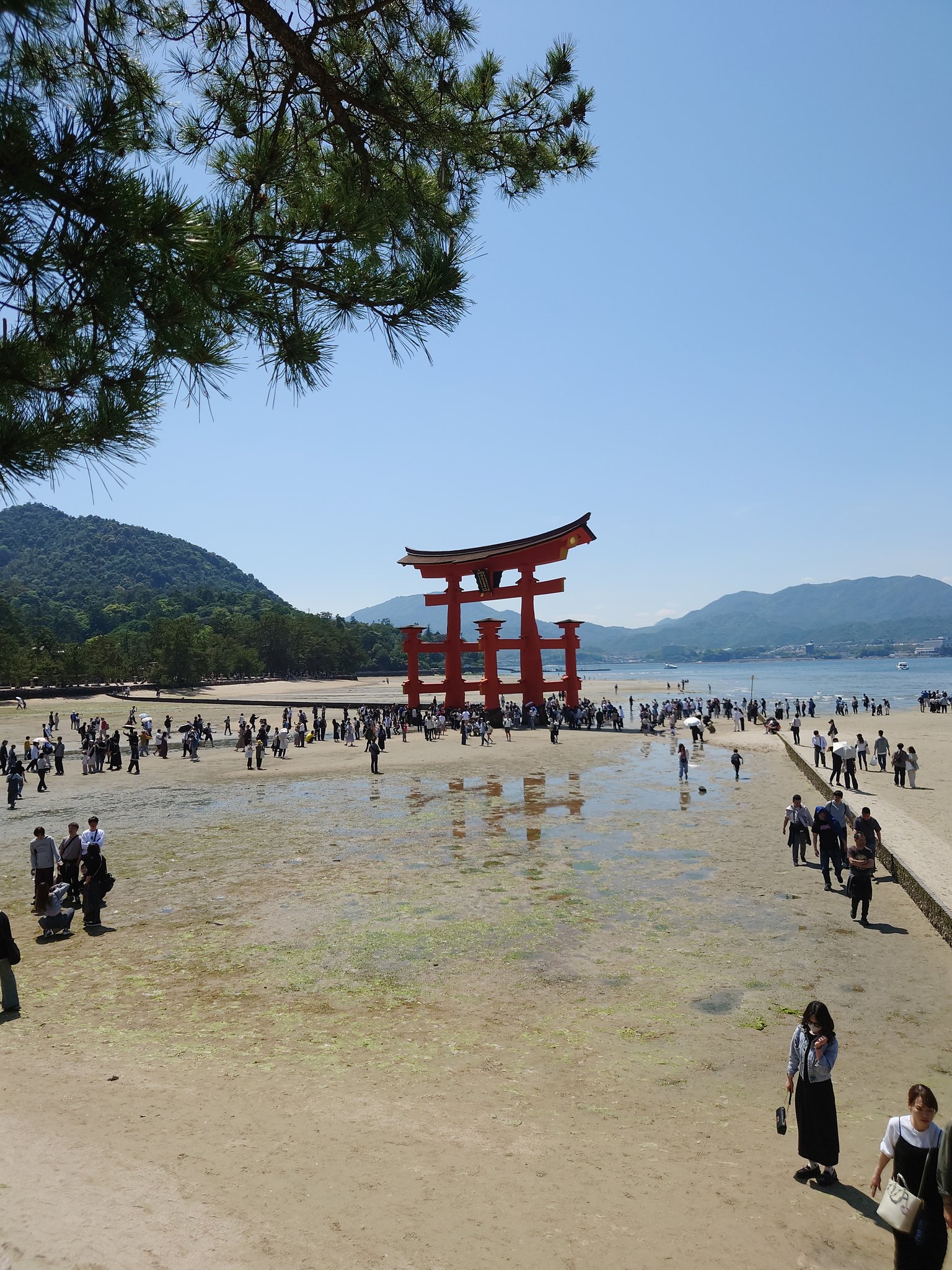 錦帯橋、宮島に行ってきたぞ。