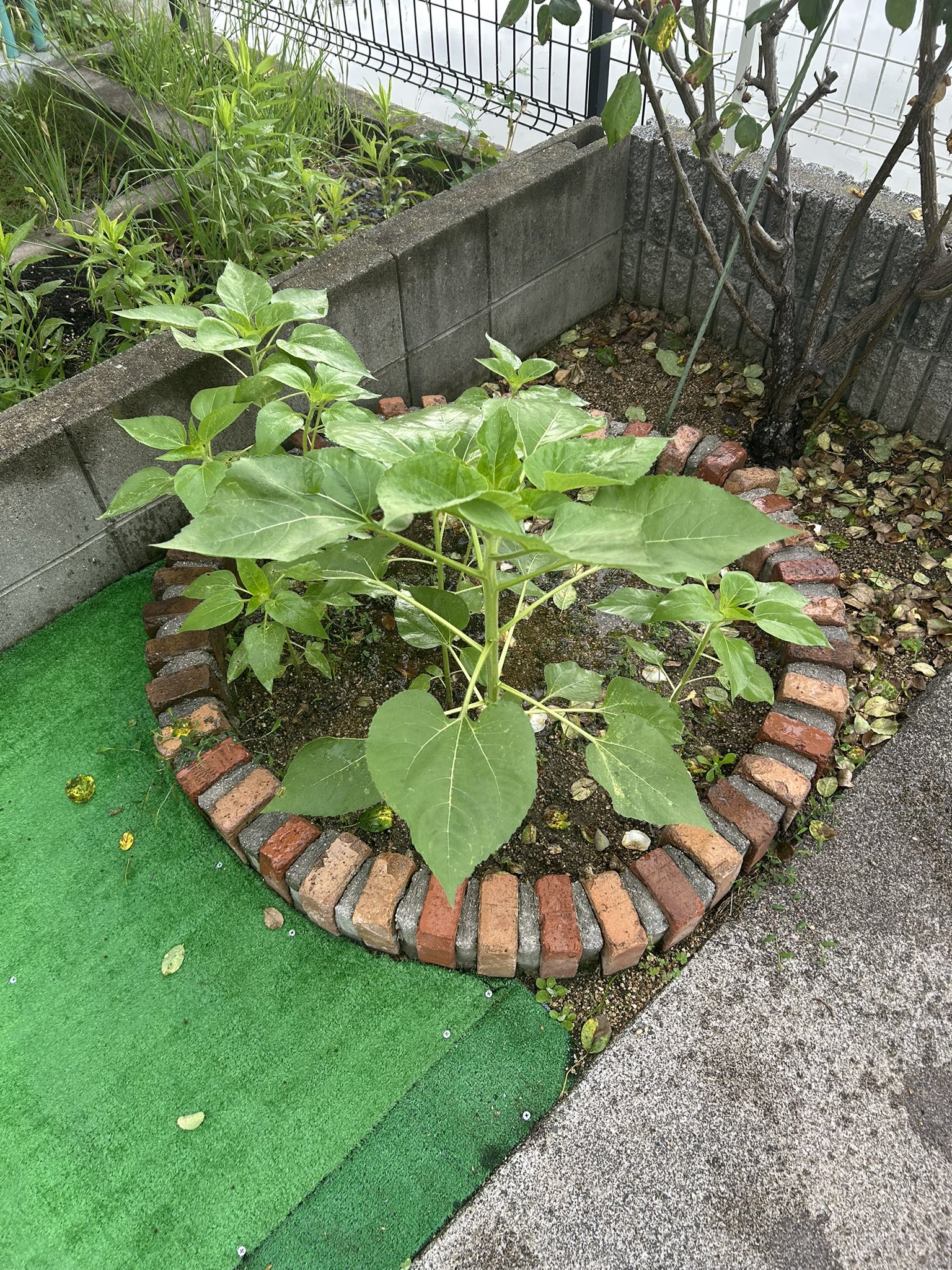 ひまわり日誌　77日目