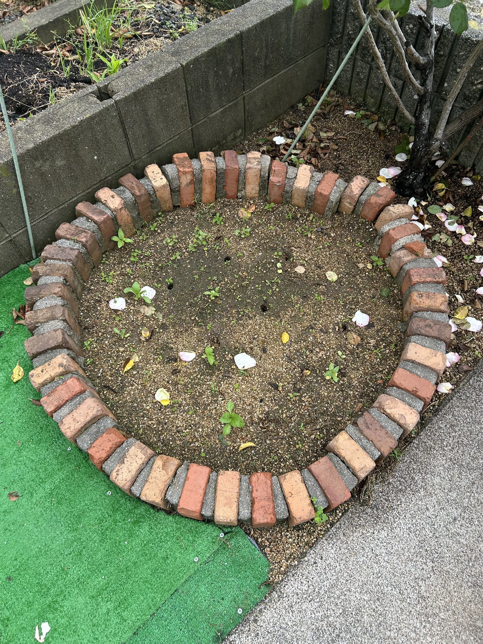 ひまわり日誌　40日目