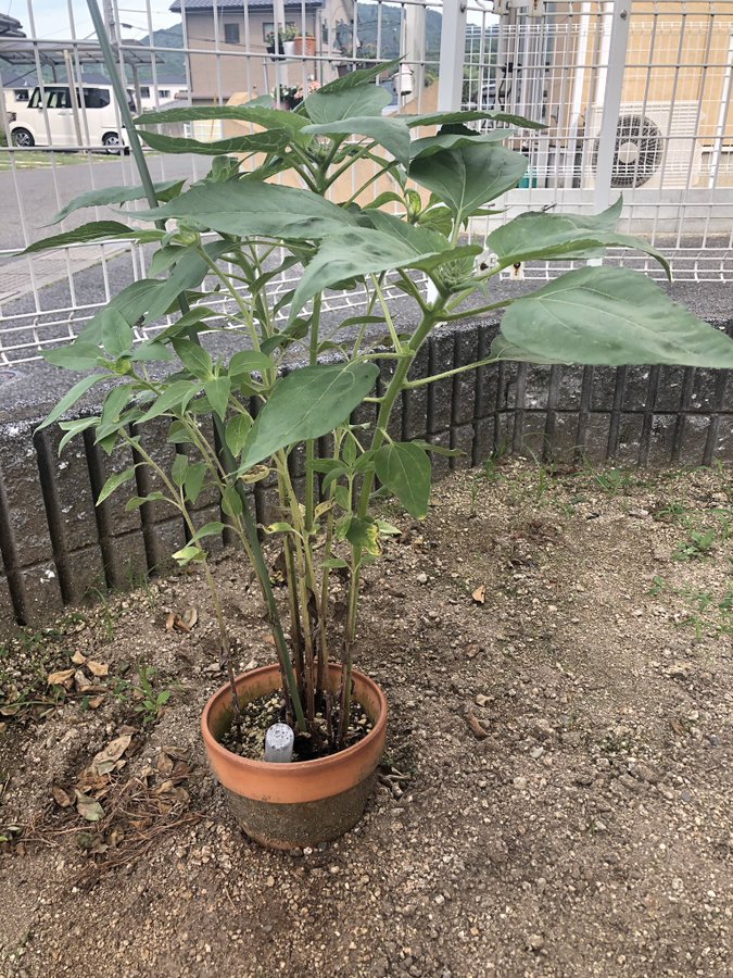 ひまわり日誌　85日目