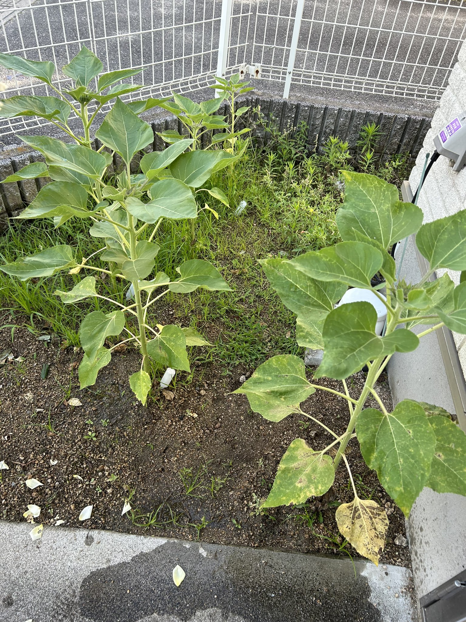 ひまわり日誌　83日目