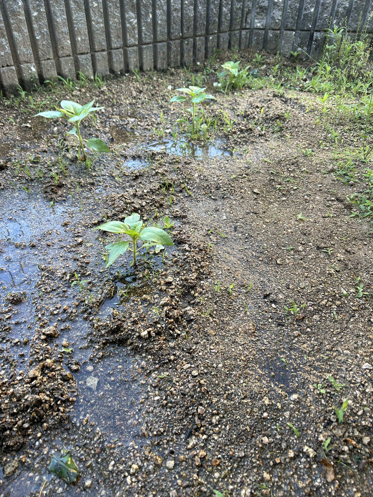 ひまわり日誌　39日目