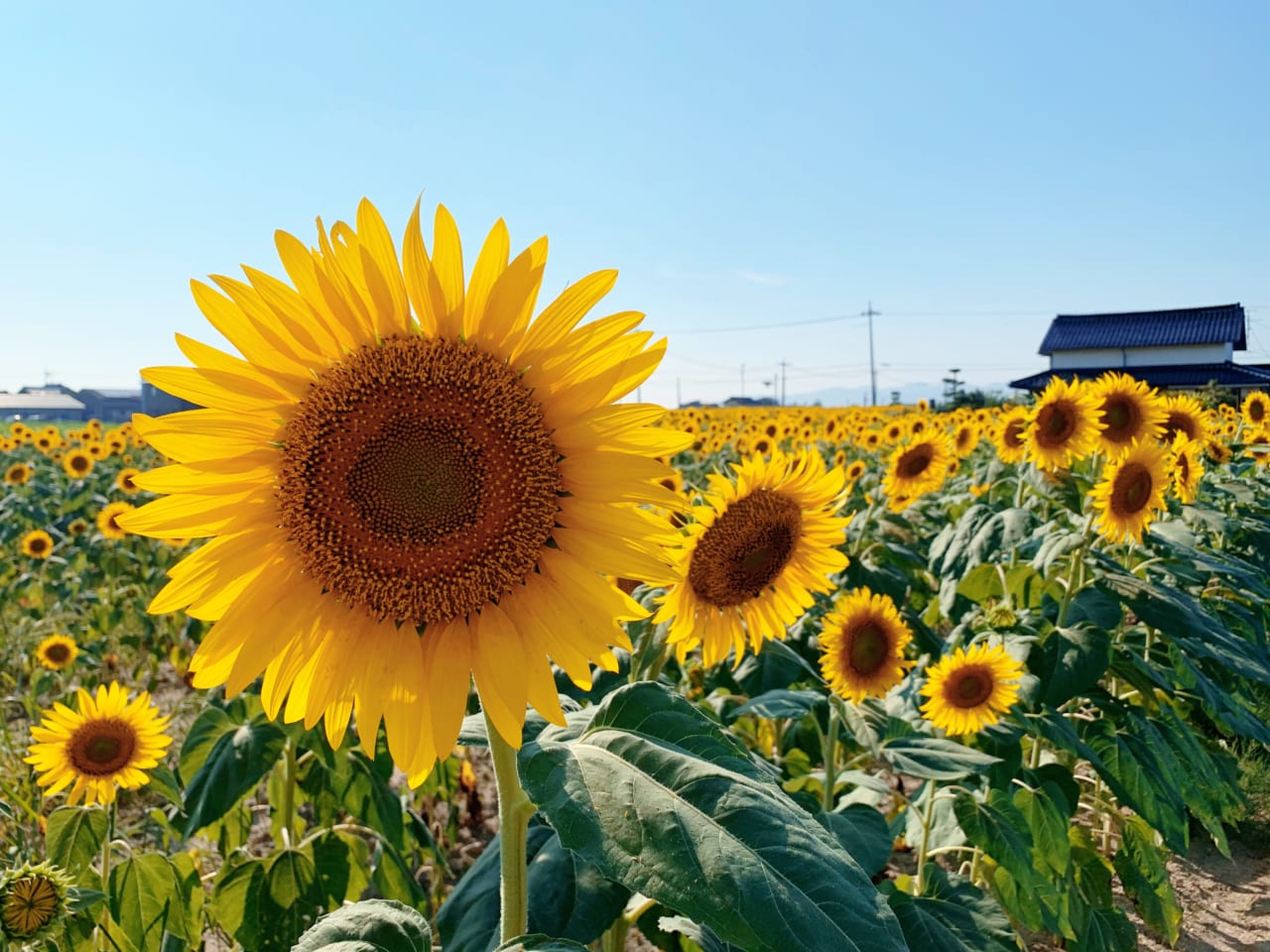 約100日後に咲くころには秋になっている向日葵　13日目