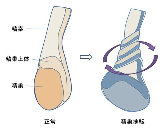 出典:www.tokiwa.or.jp