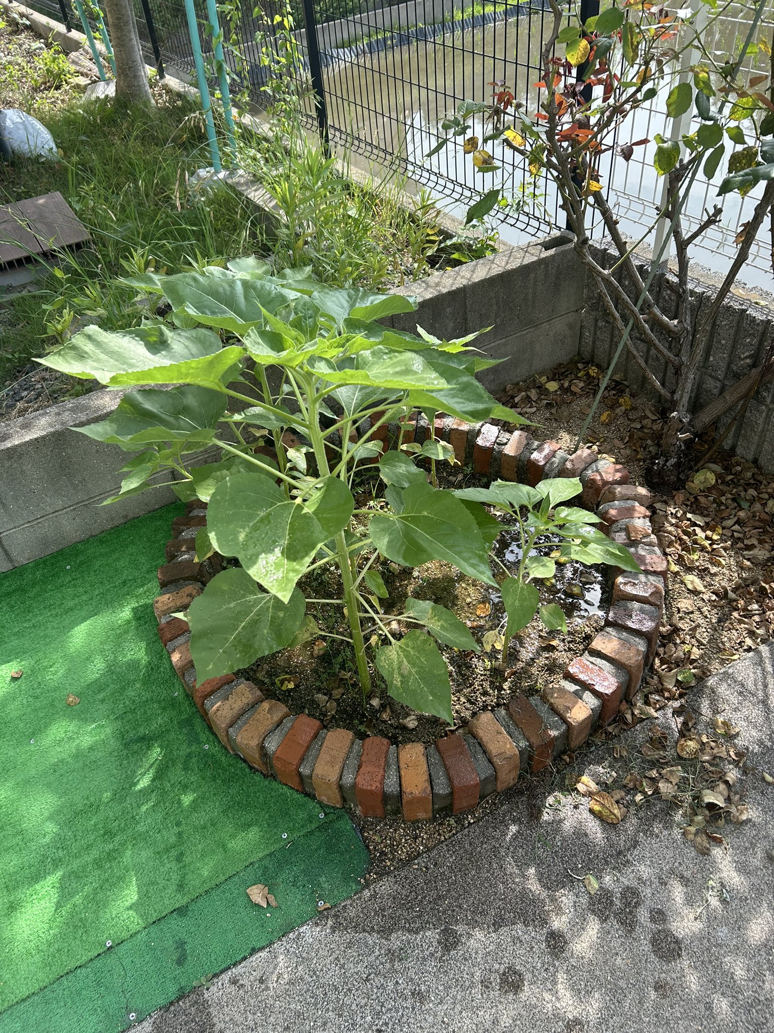 ひまわり日誌　83日目