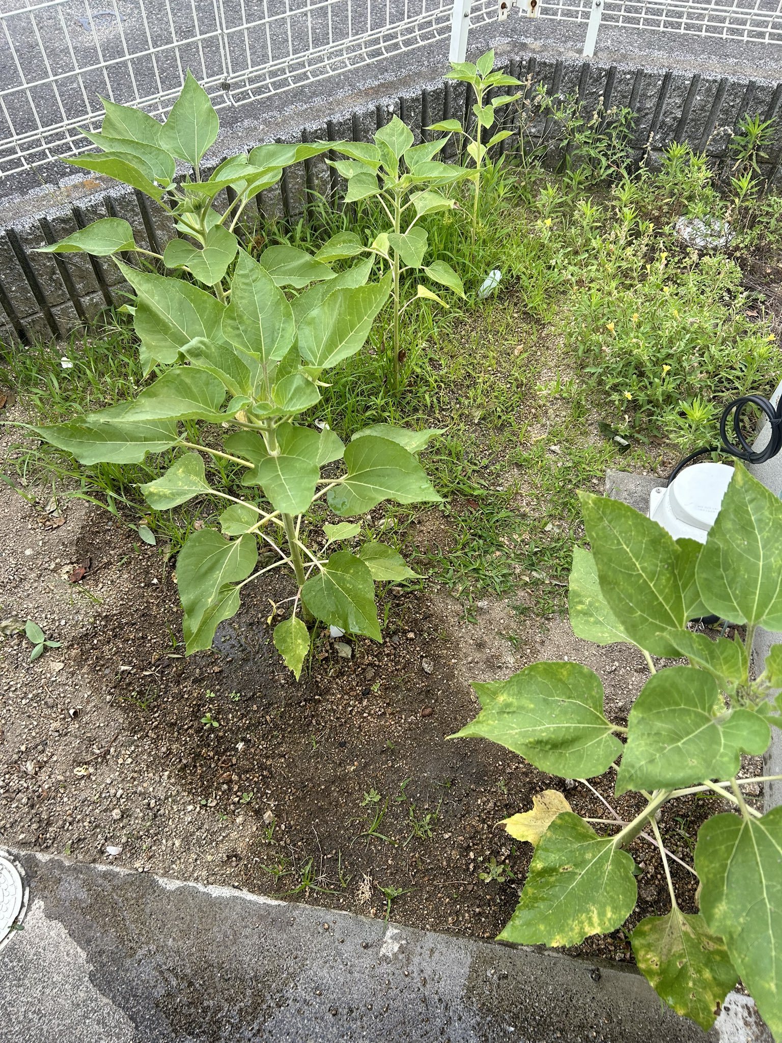 ひまわり日誌　78日目