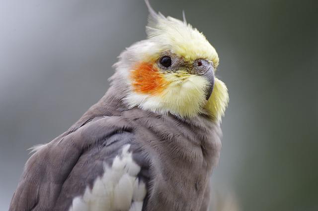 【トリ派を増やしたい】インコって人懐っこいんです！！