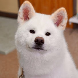 名もなき犬犬犬