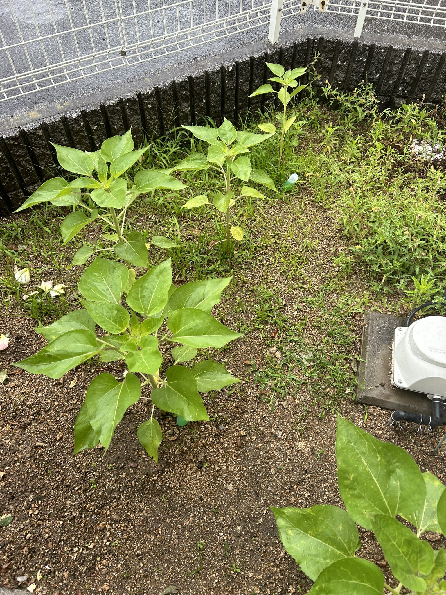 ひまわり日誌　70日目