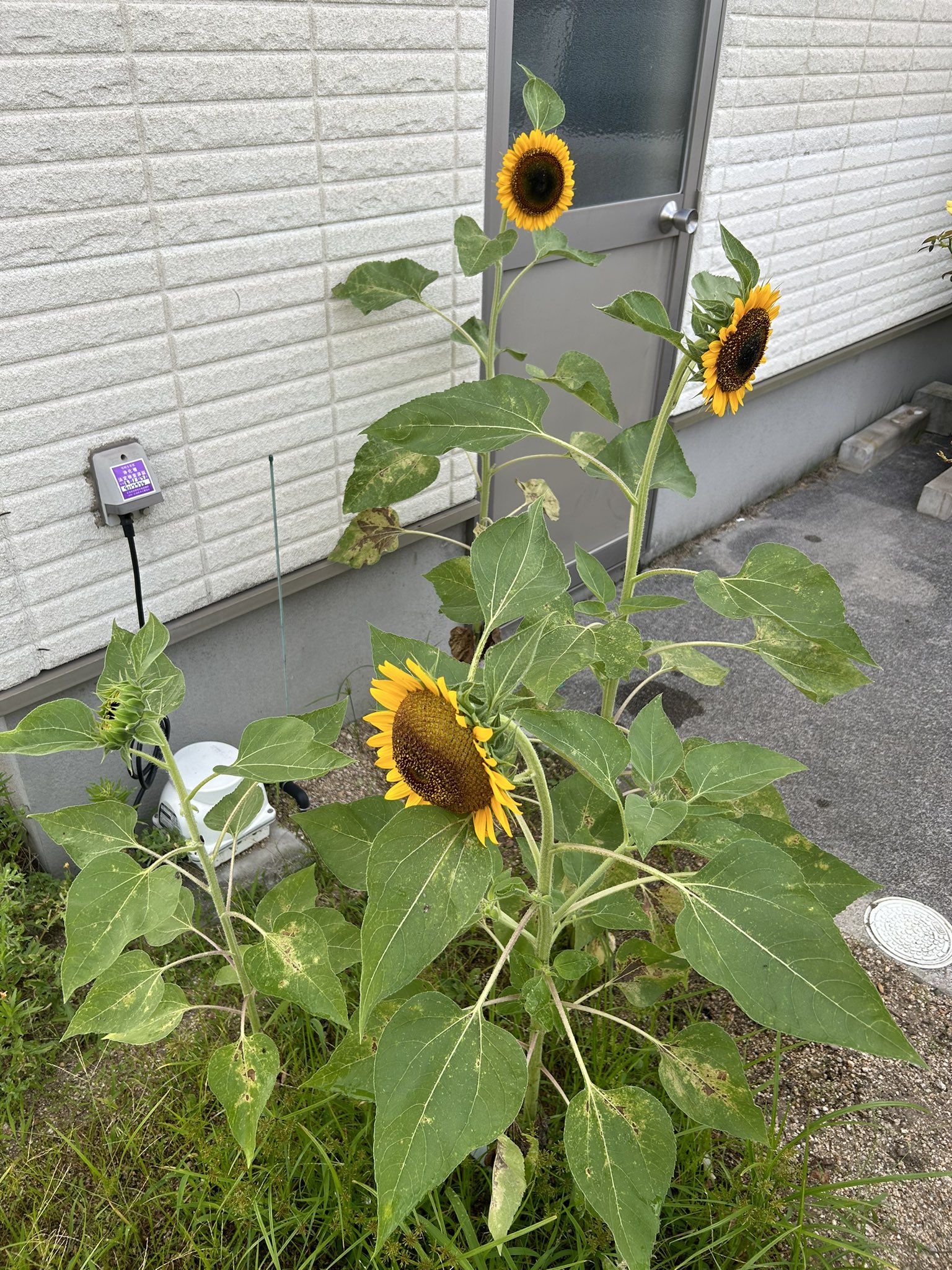 ひまわり日誌　100日目