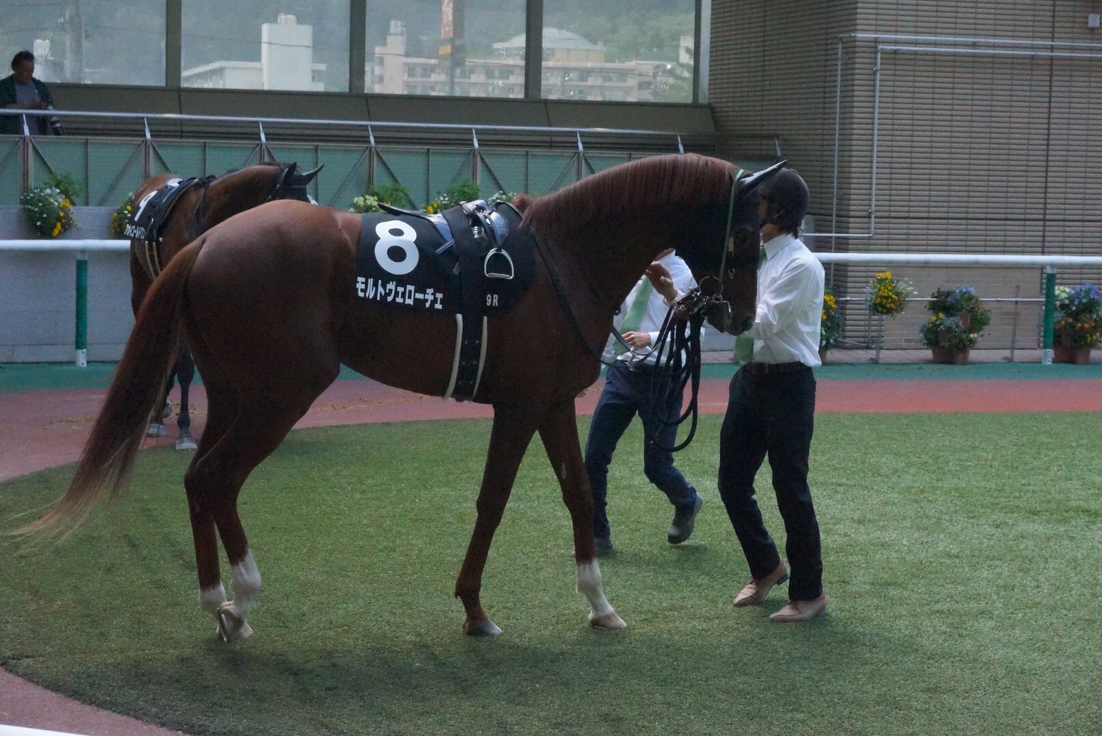 【モルトヴェローチェ：8戦目】「俺の愛馬が！」を現実にしてみた【一口馬主】