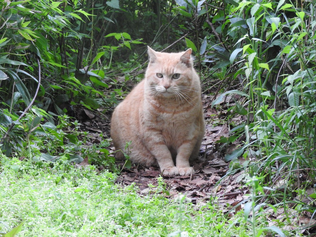 DLsiteと猫のままならない関係。そしてDLsiteで購入できる猫の日オススメ猫コミック