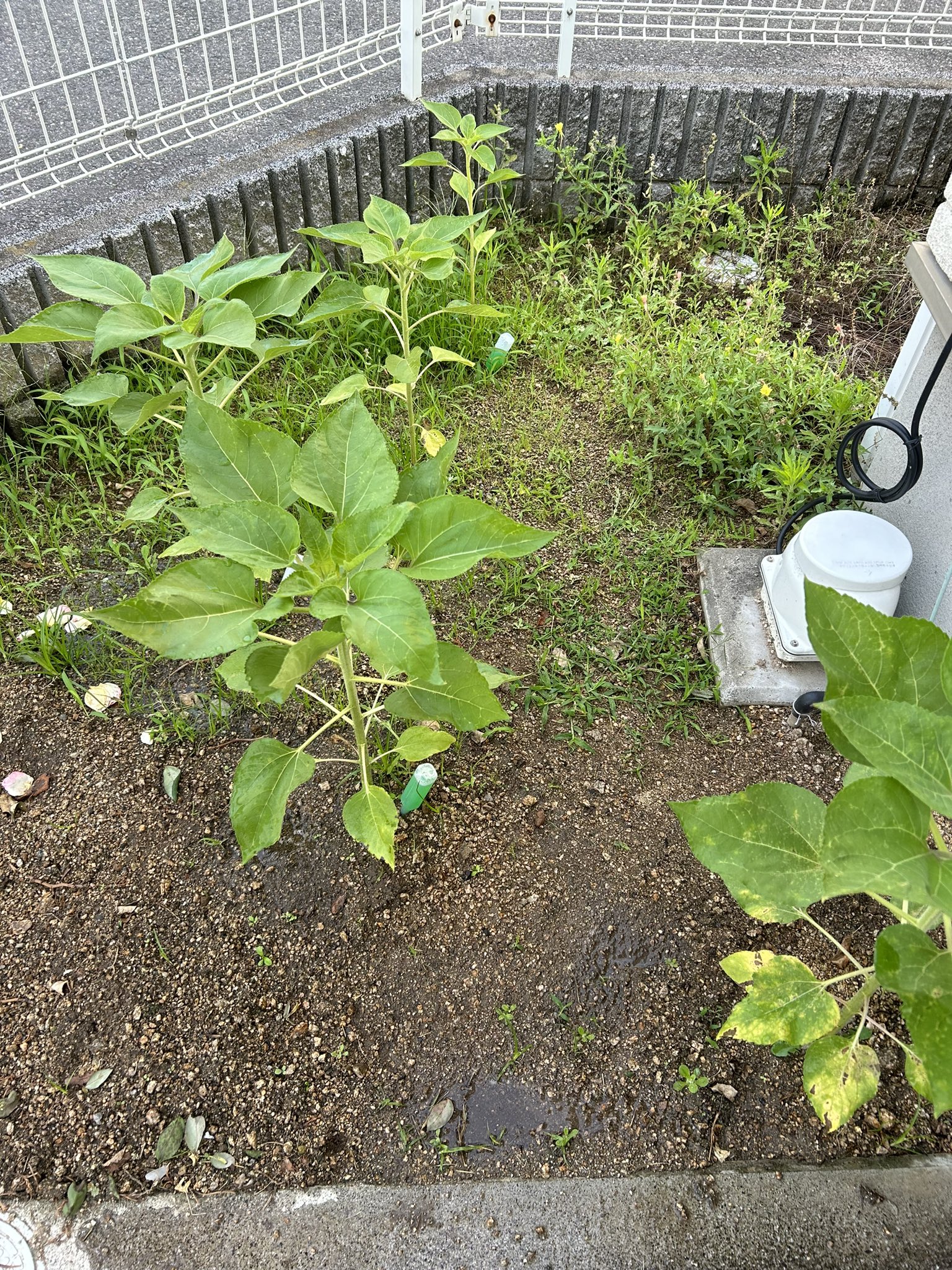 ひまわり日誌　72日目