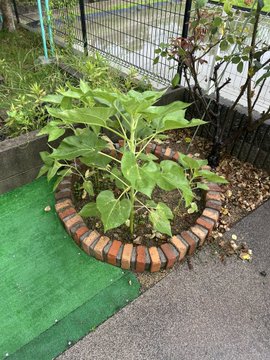 ひまわり日誌　84日目