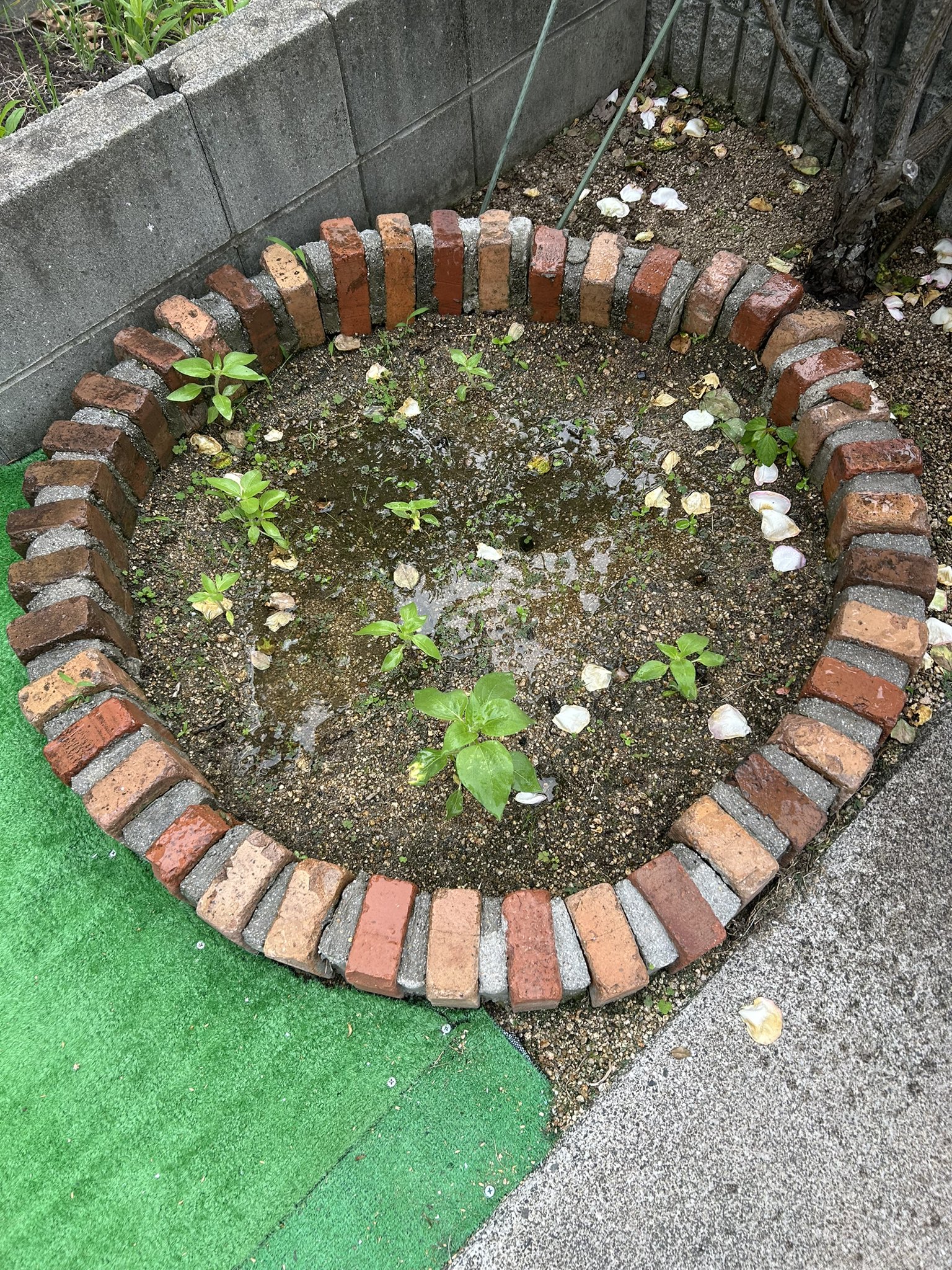 ひまわり日誌　51日目