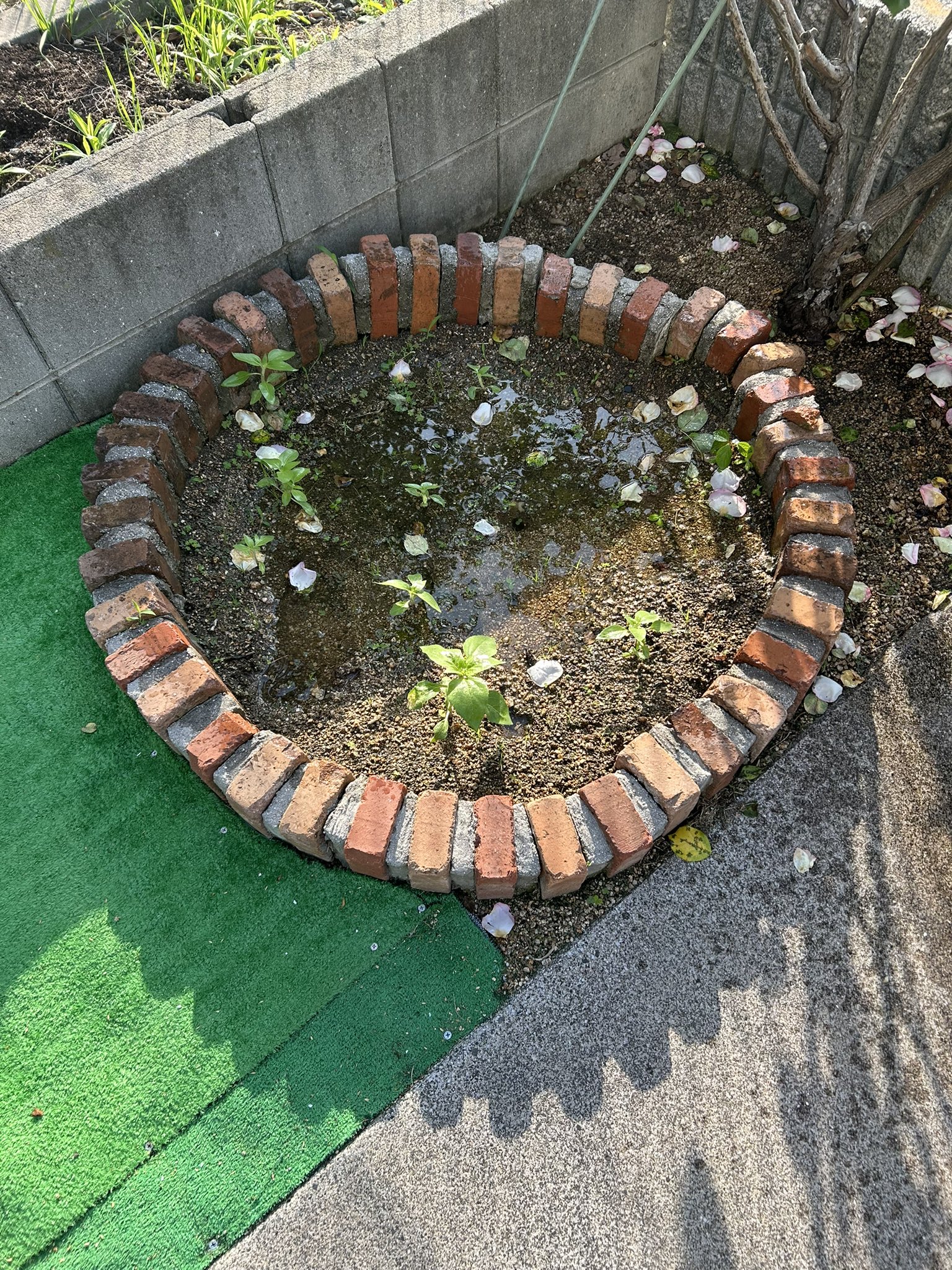 ひまわり日誌　50日目