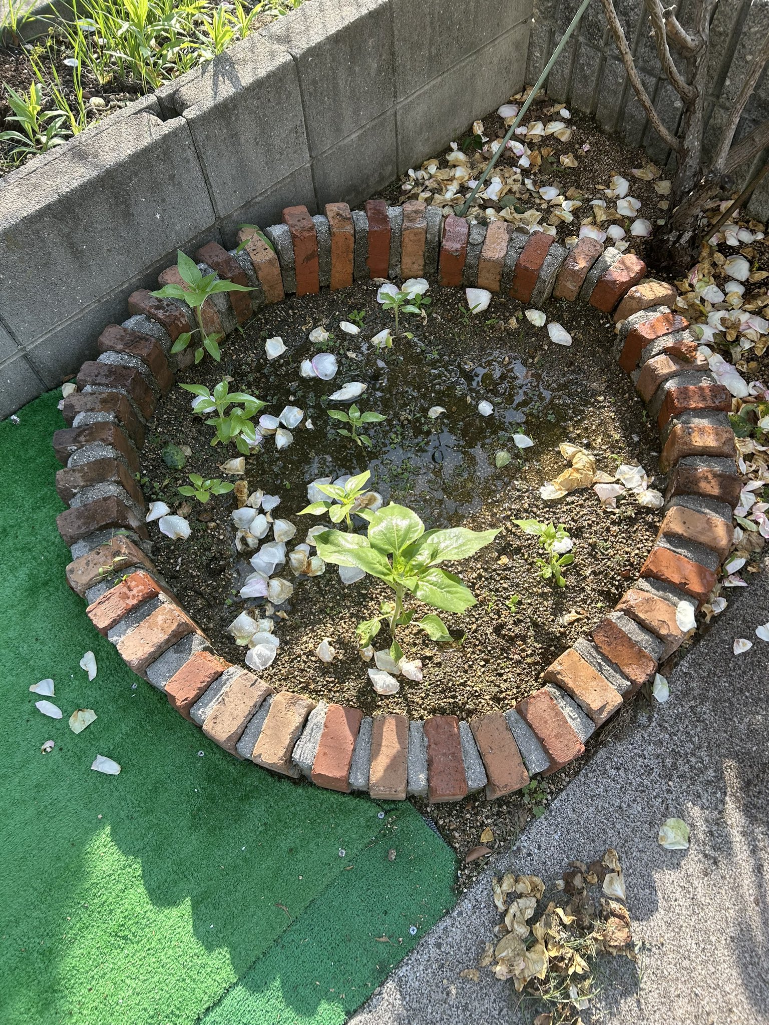 ひまわり日誌　58日目
