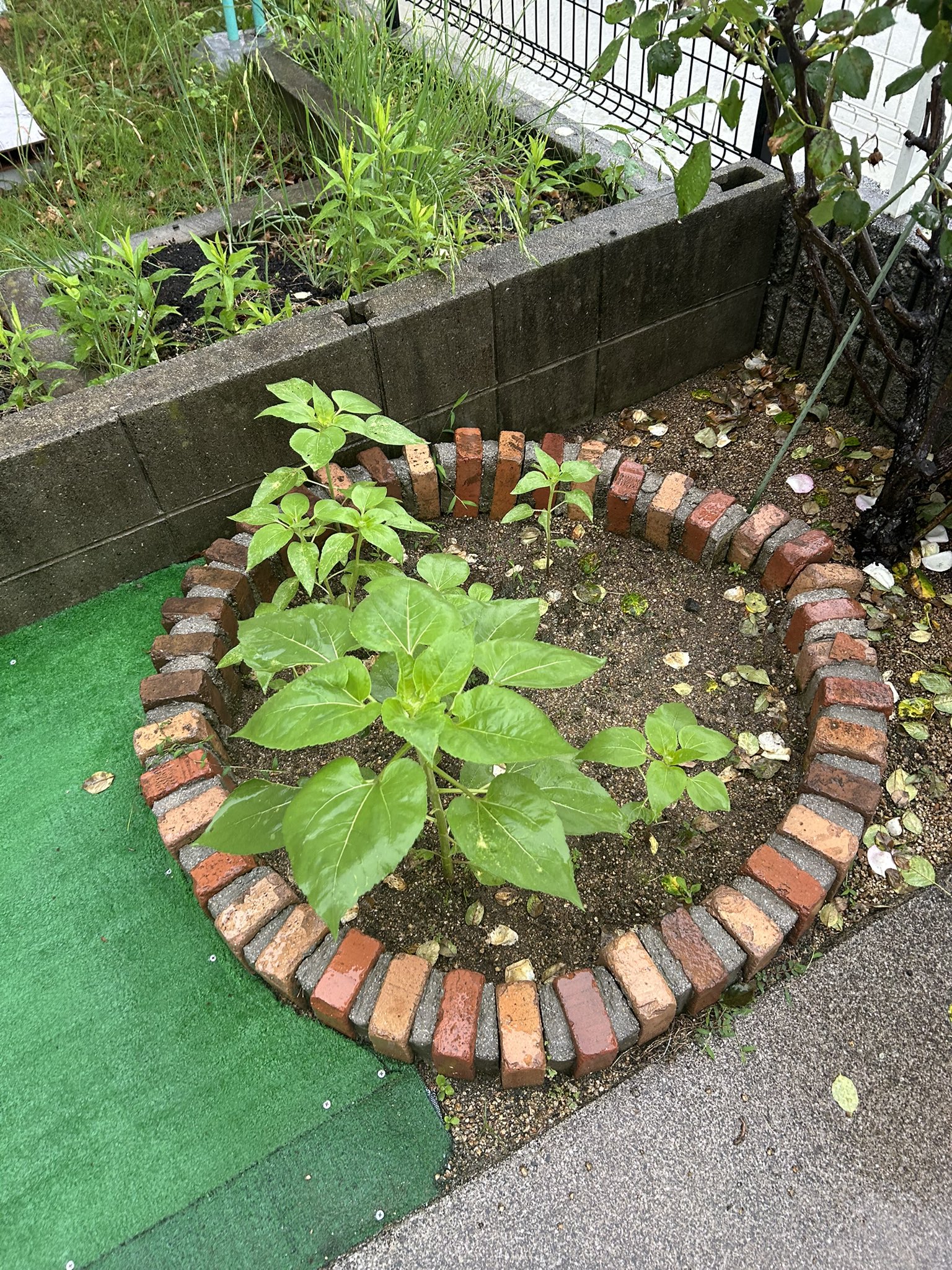ひまわり日誌　71日目