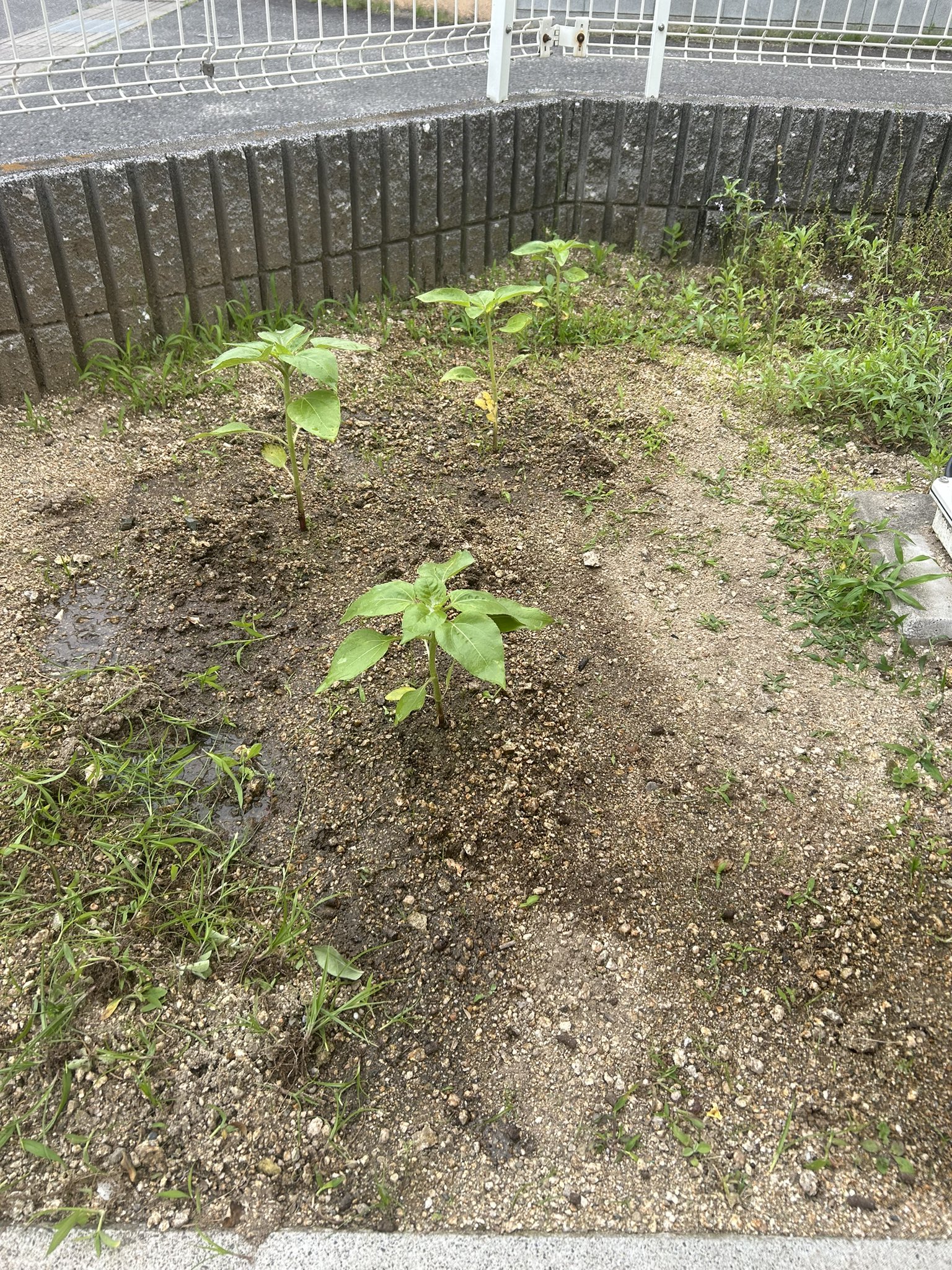 ひまわり日誌　49日目