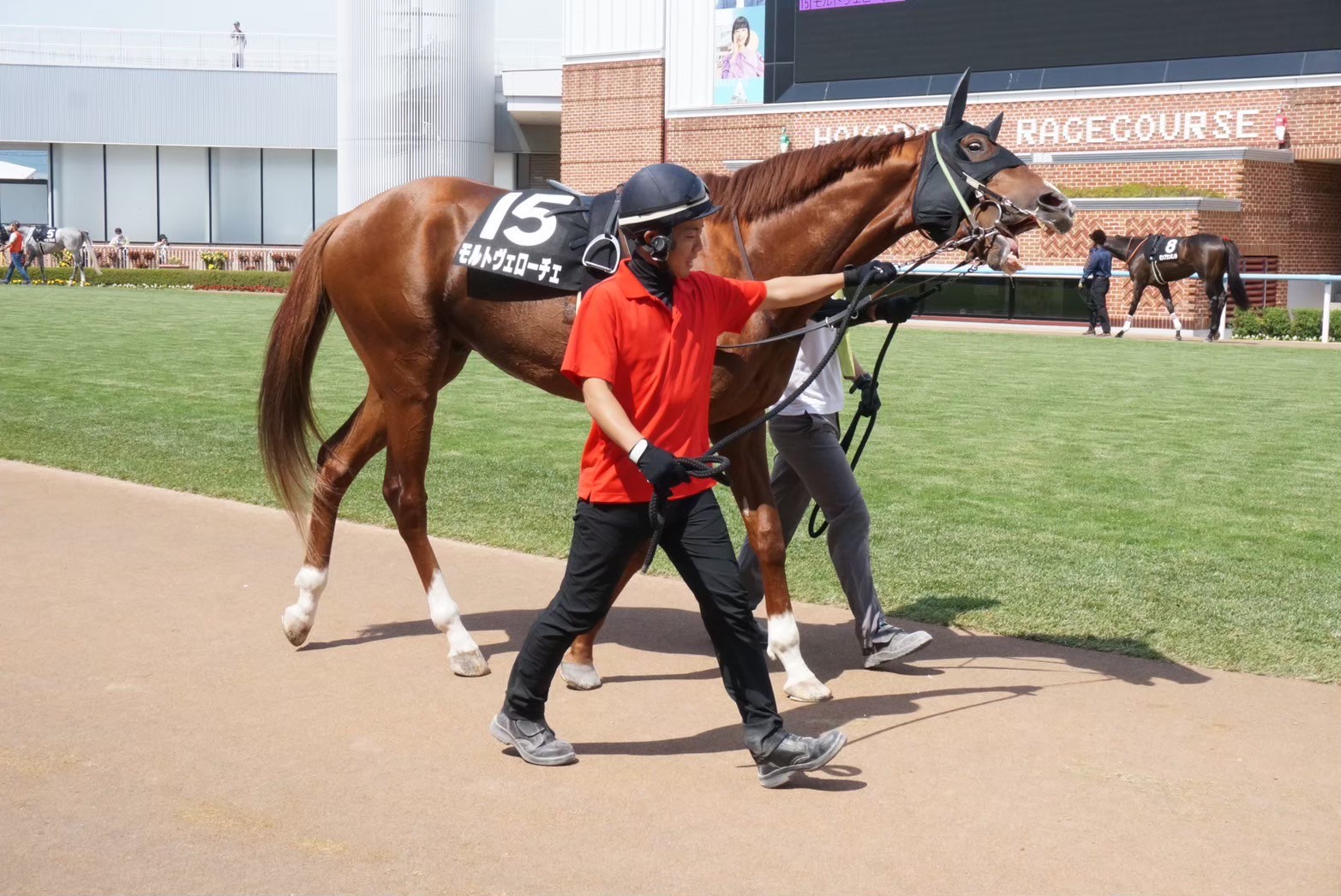 【モルトヴェローチェ：9戦目】「俺の愛馬が！」を現実にしてみた【一口馬主】