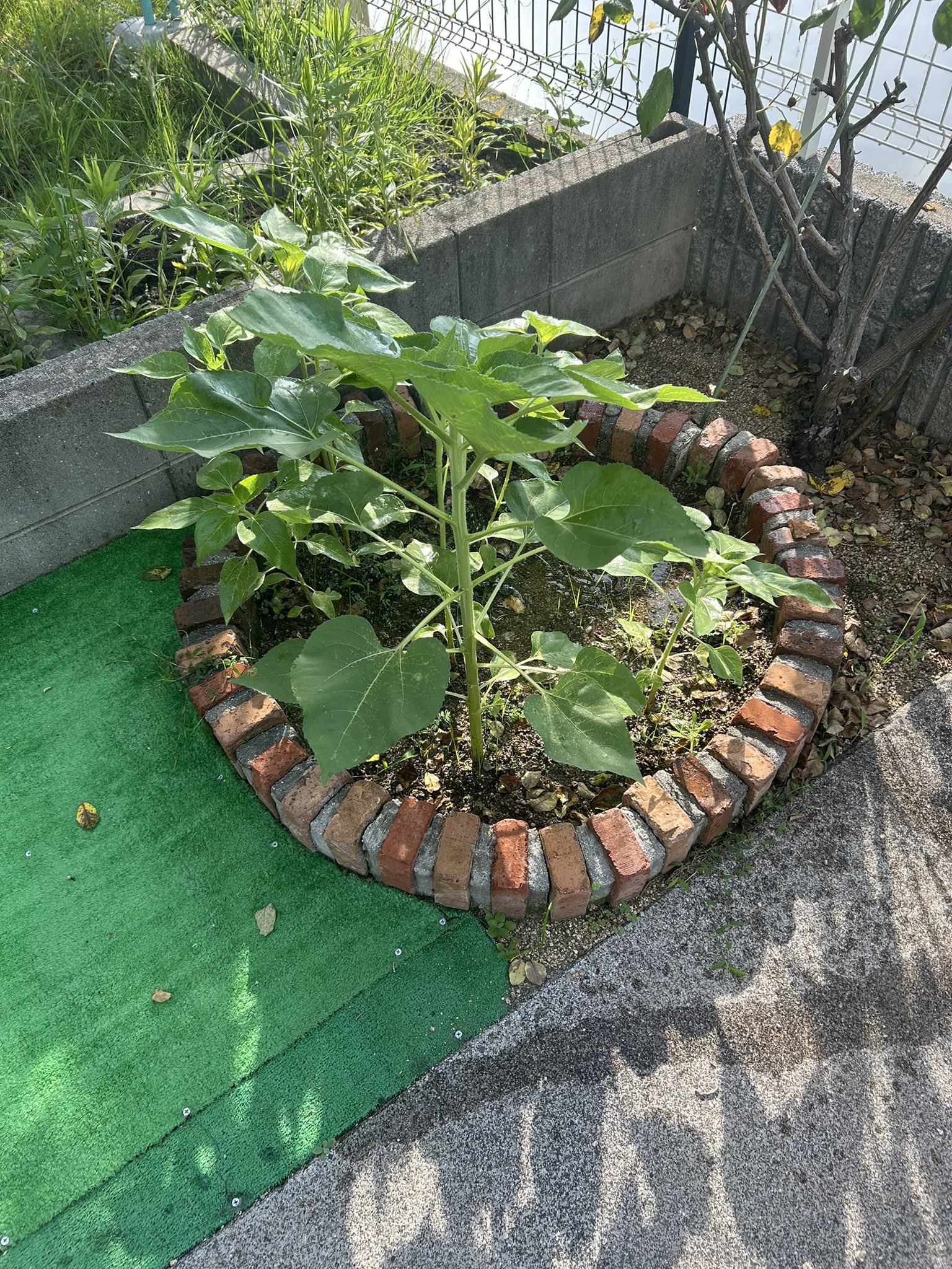 ひまわり日誌　80日目