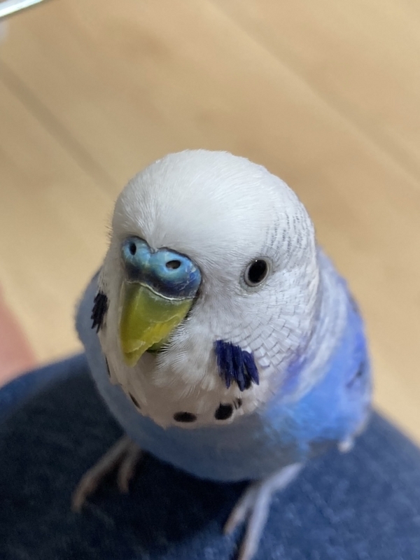 【トリ派を増やしたい】インコのおしゃべりって可愛いんだぞ【パート２】