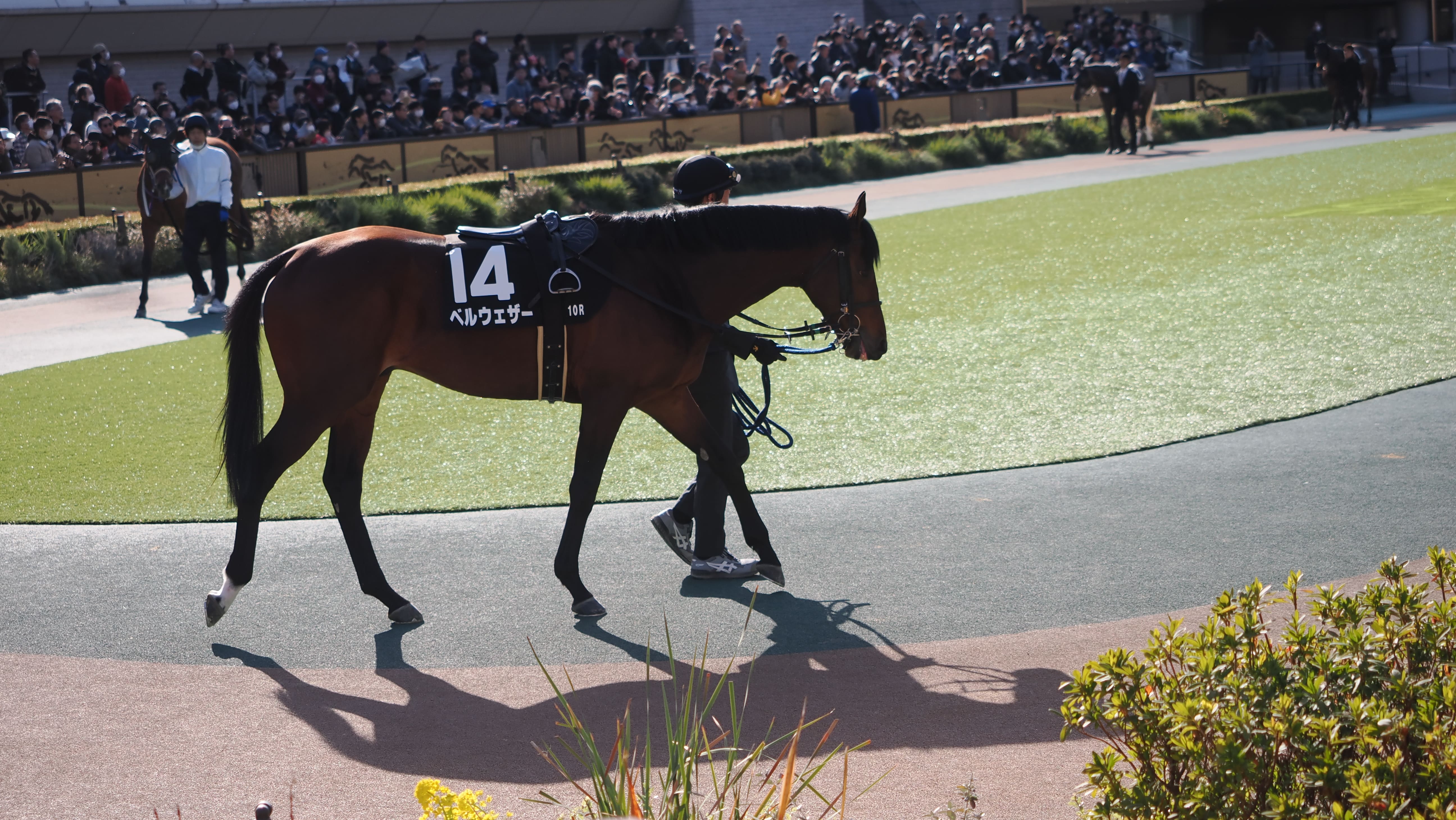 ベルウェザー：8戦目】2年目も「俺の愛馬が！」を現実にしてみた【一口馬主】