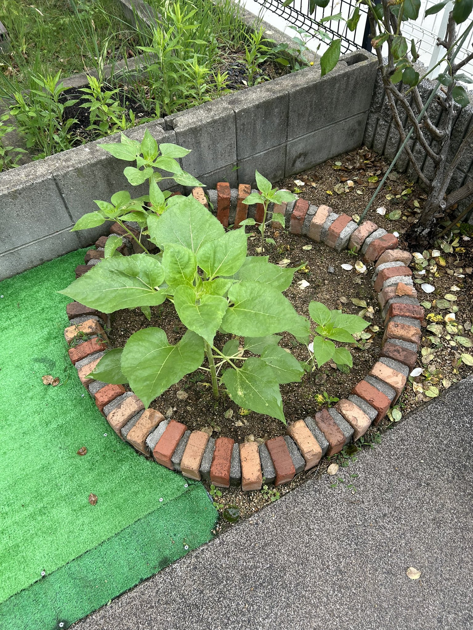 ひまわり日誌　74日目