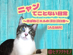 ニャンてことない日常〜さばねこエルのゴロゴロ音〜【ASMR】